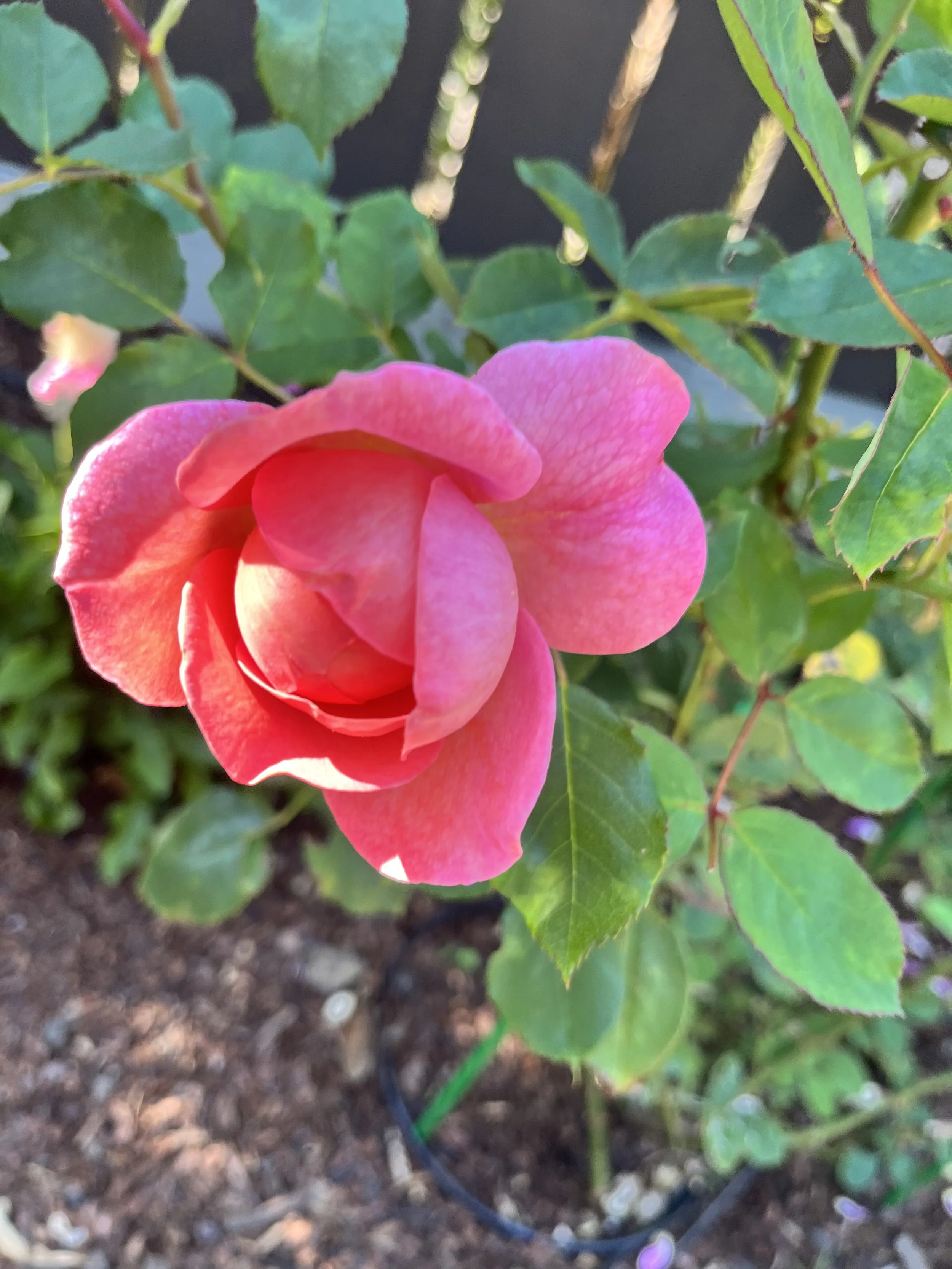 IMG_9265.jpeg