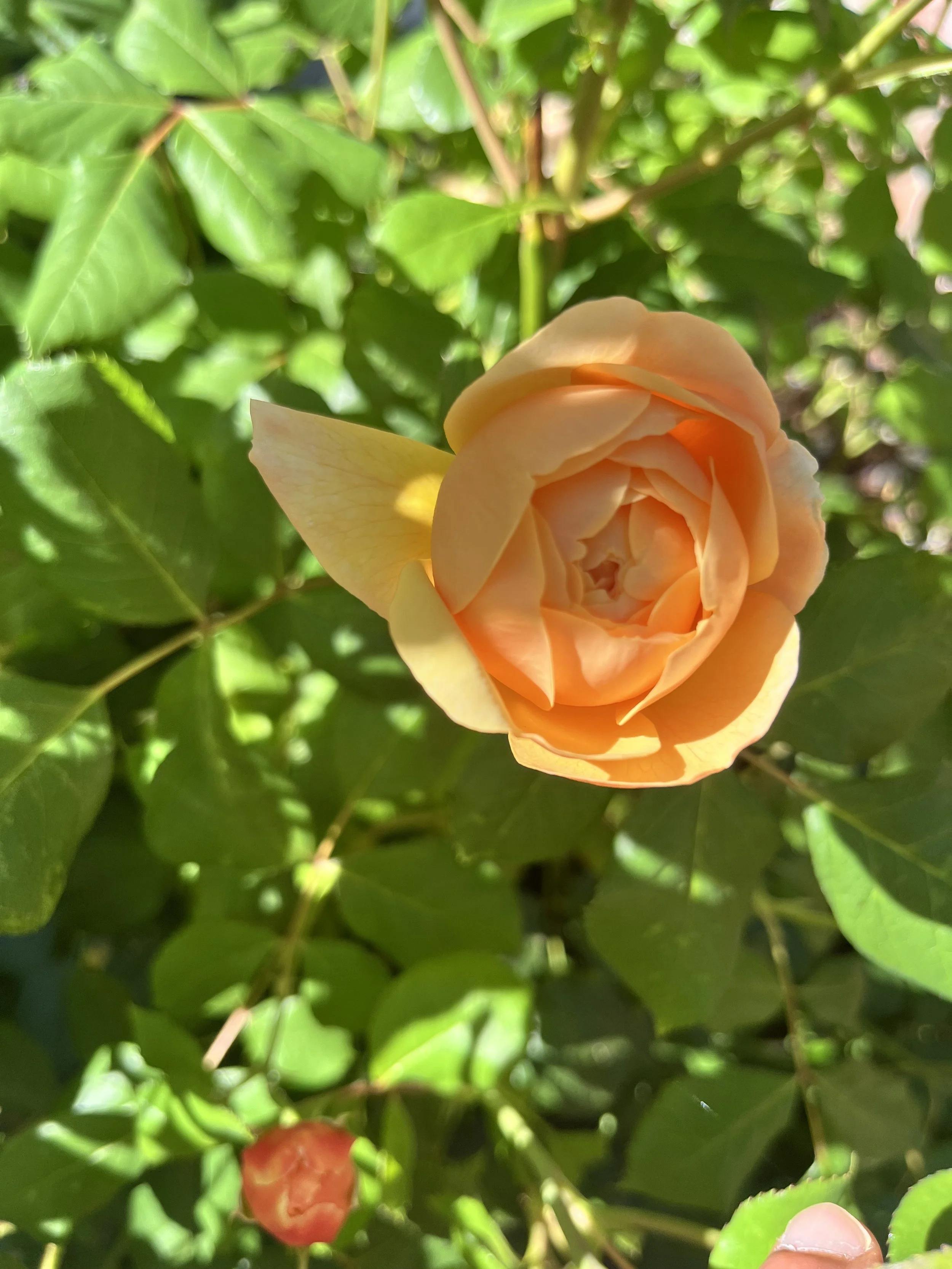 IMG_8486.jpeg