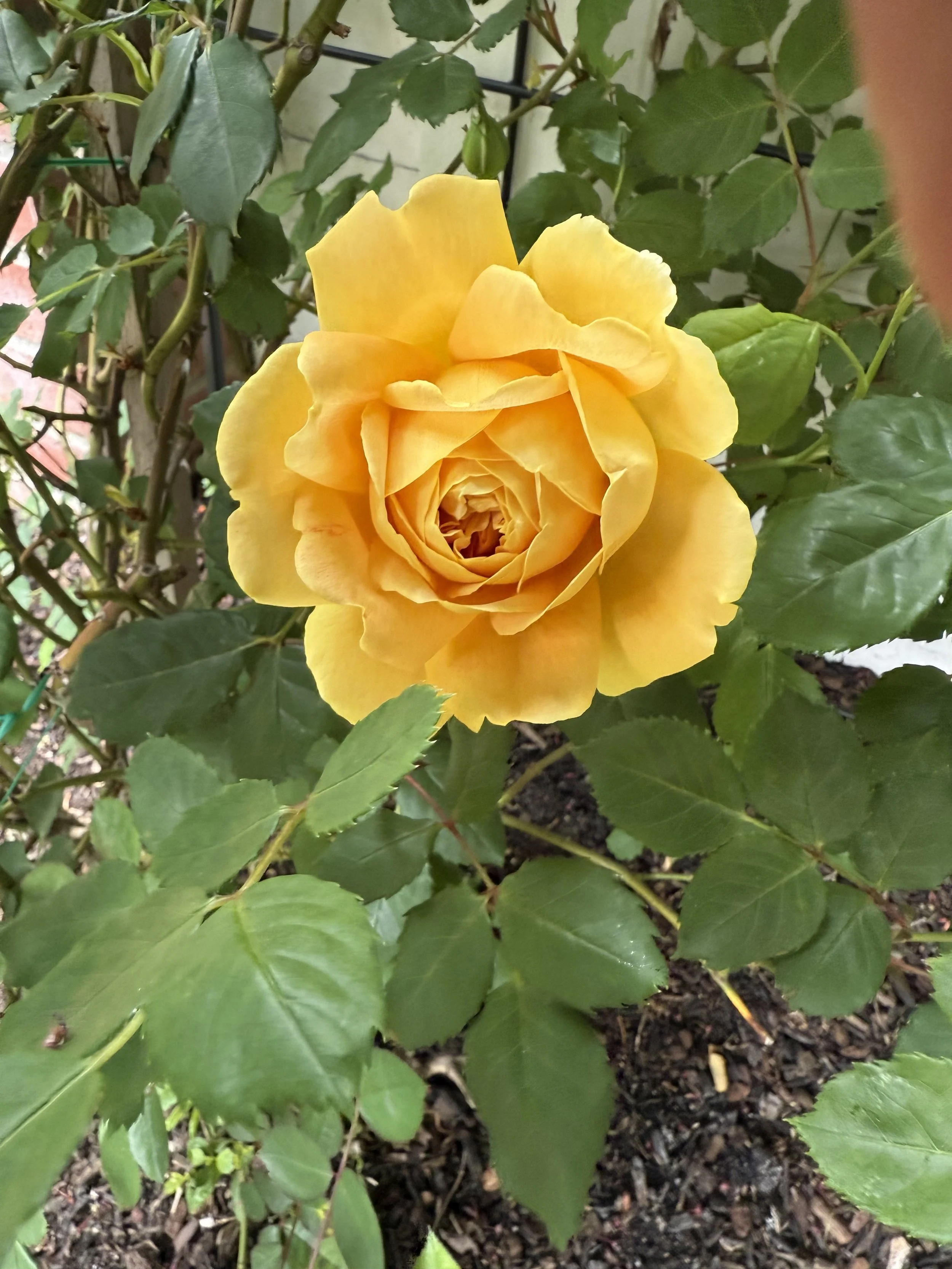 IMG_3726.jpeg