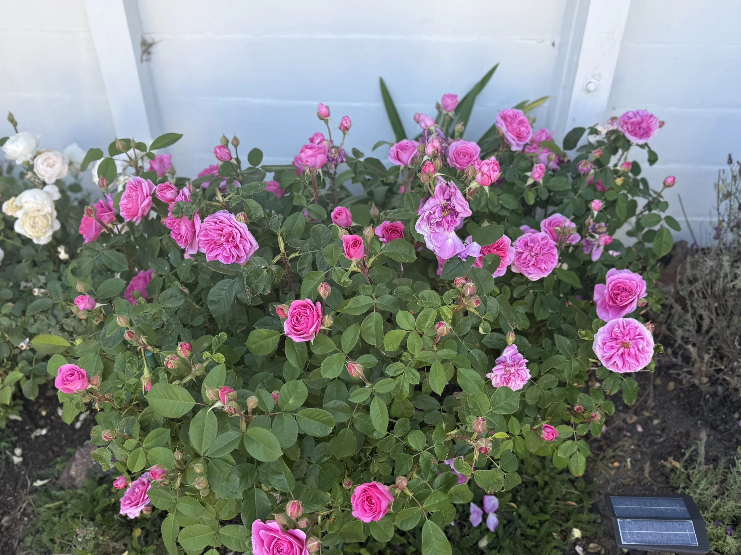 IMG_4062.jpeg
