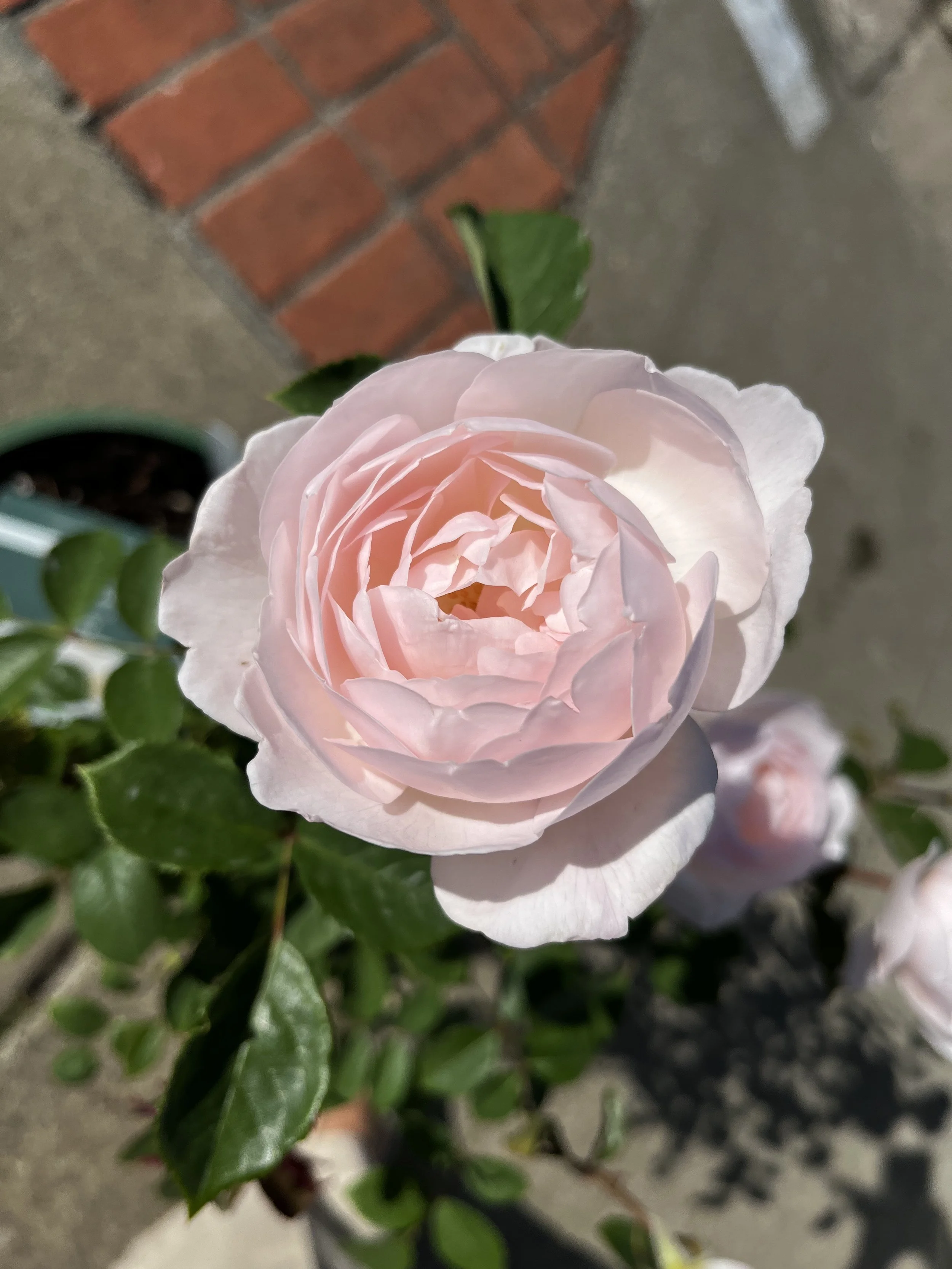 IMG_5341.jpeg