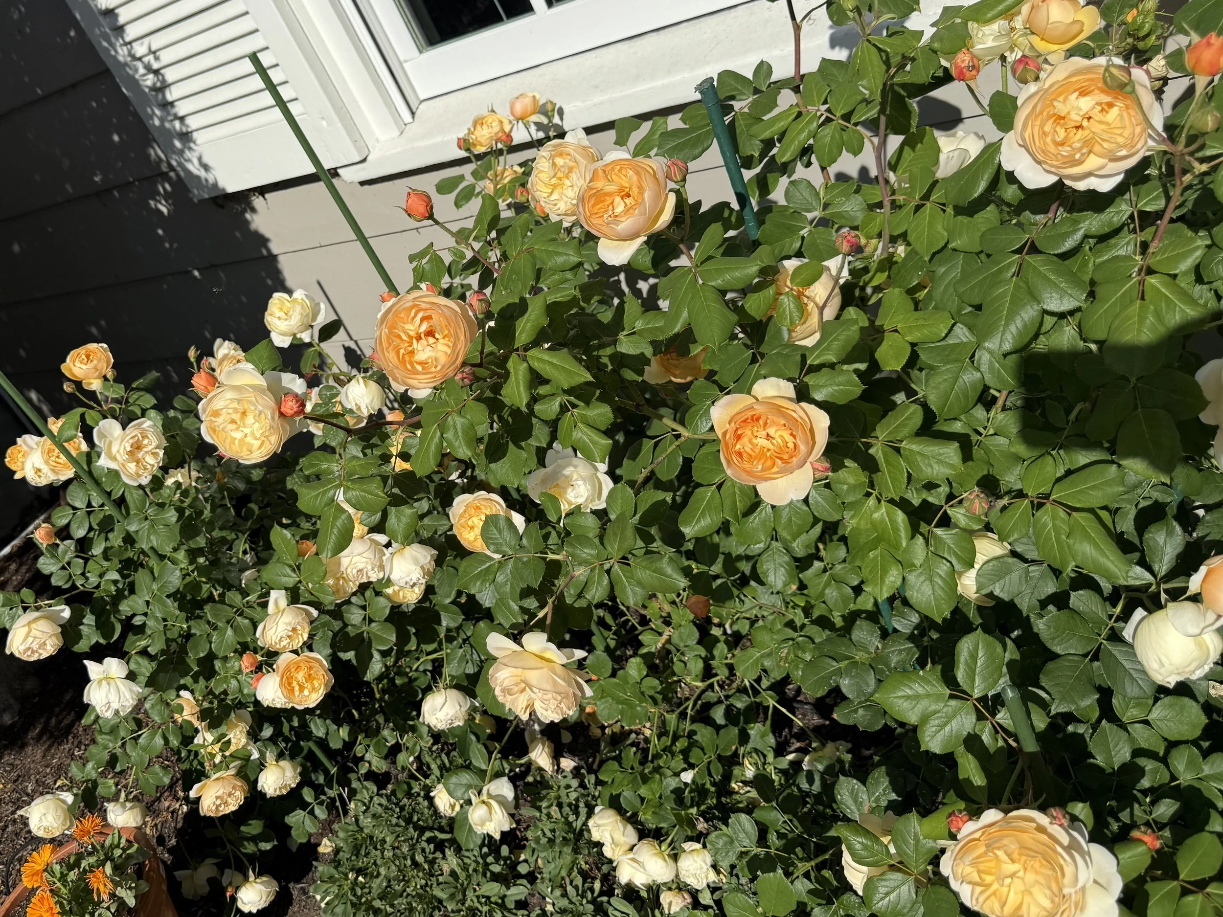 IMG_4193.jpeg