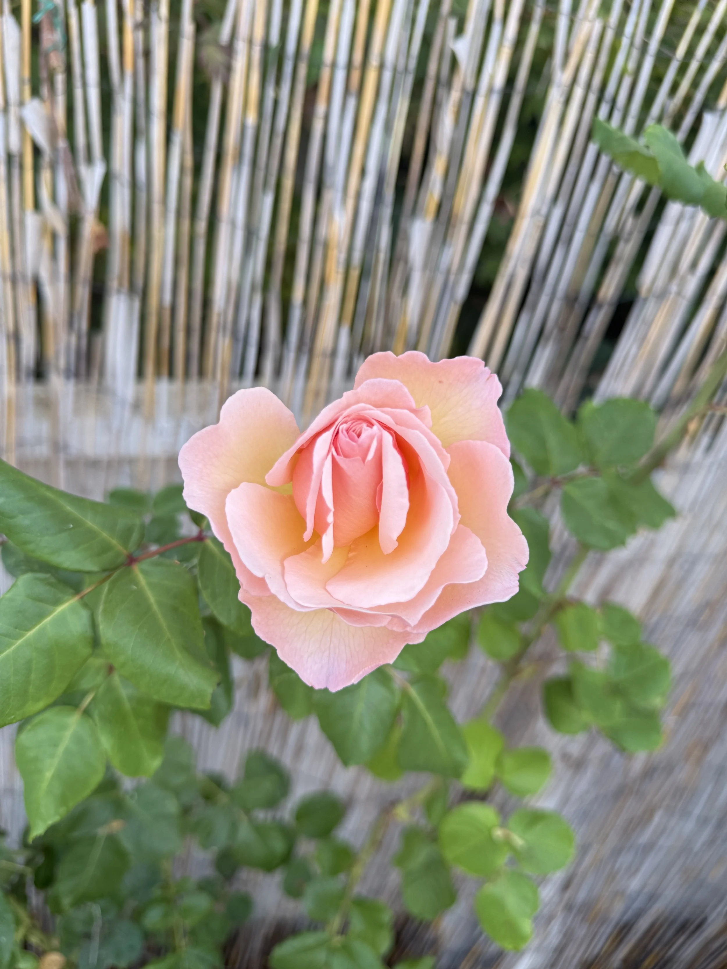 IMG_6376.jpeg