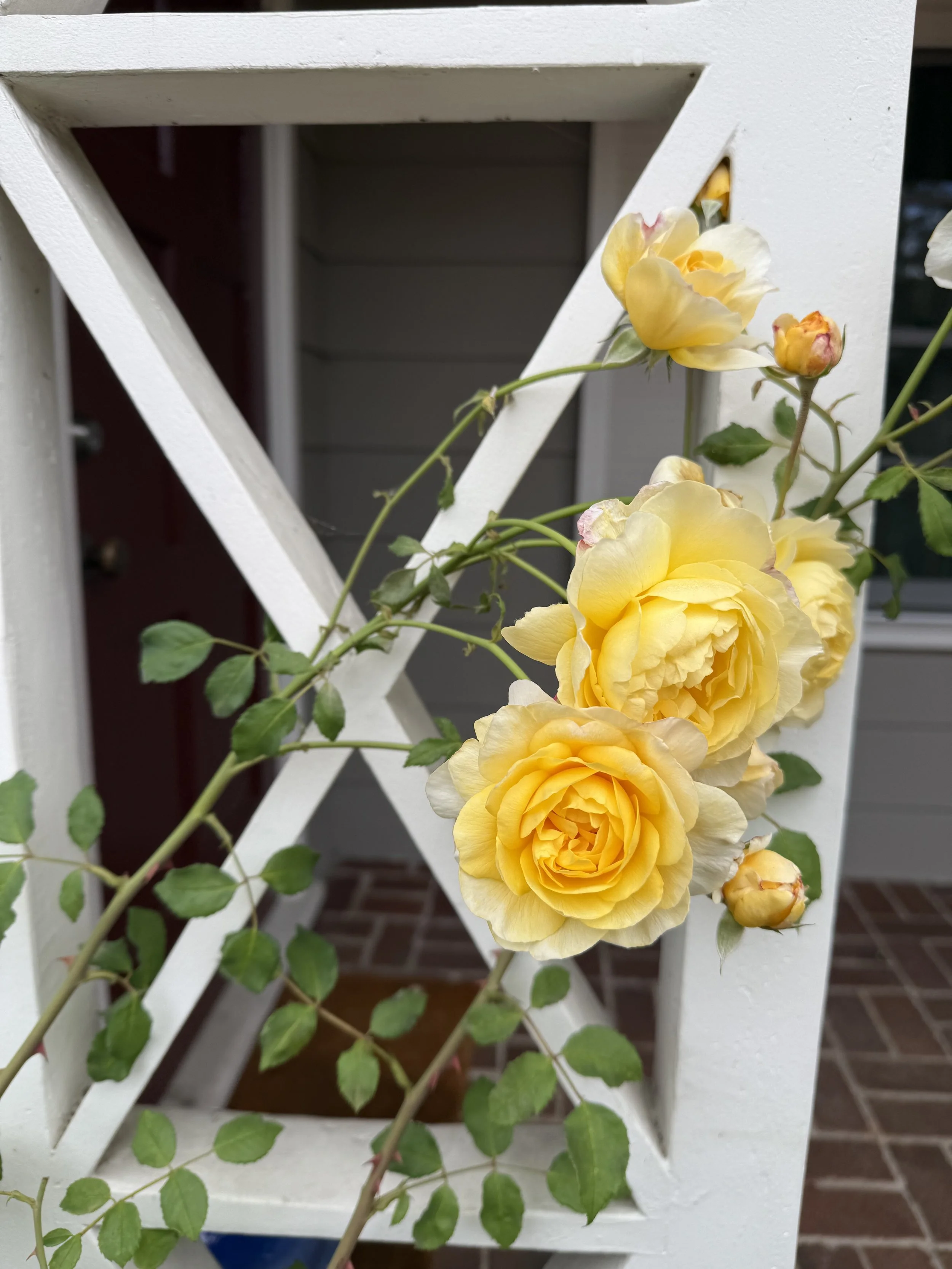 IMG_4456.jpeg