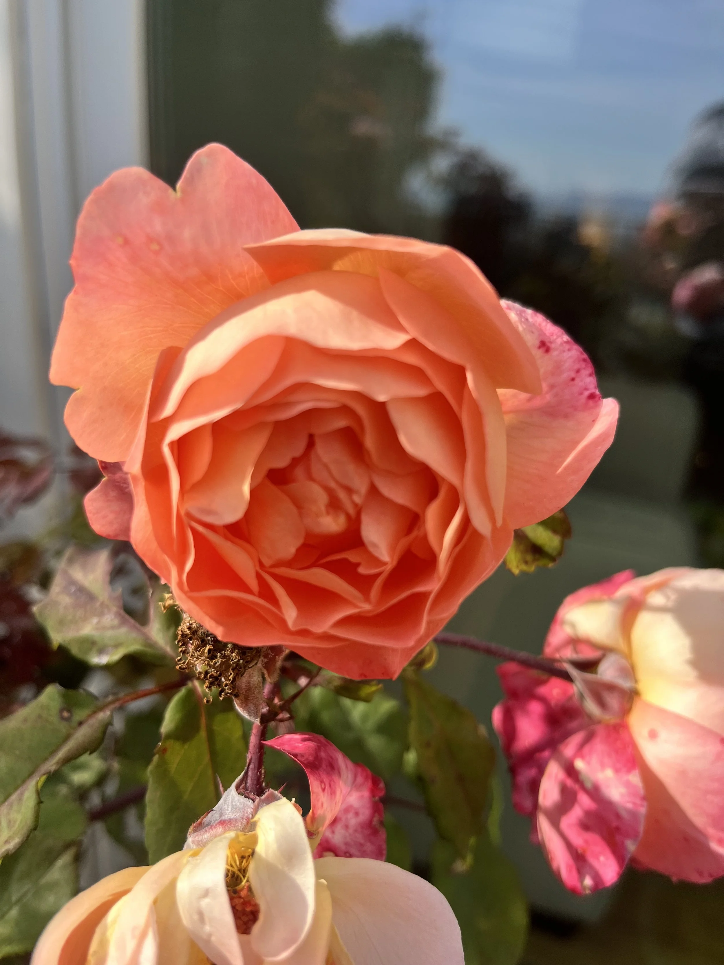 IMG_9797.jpeg