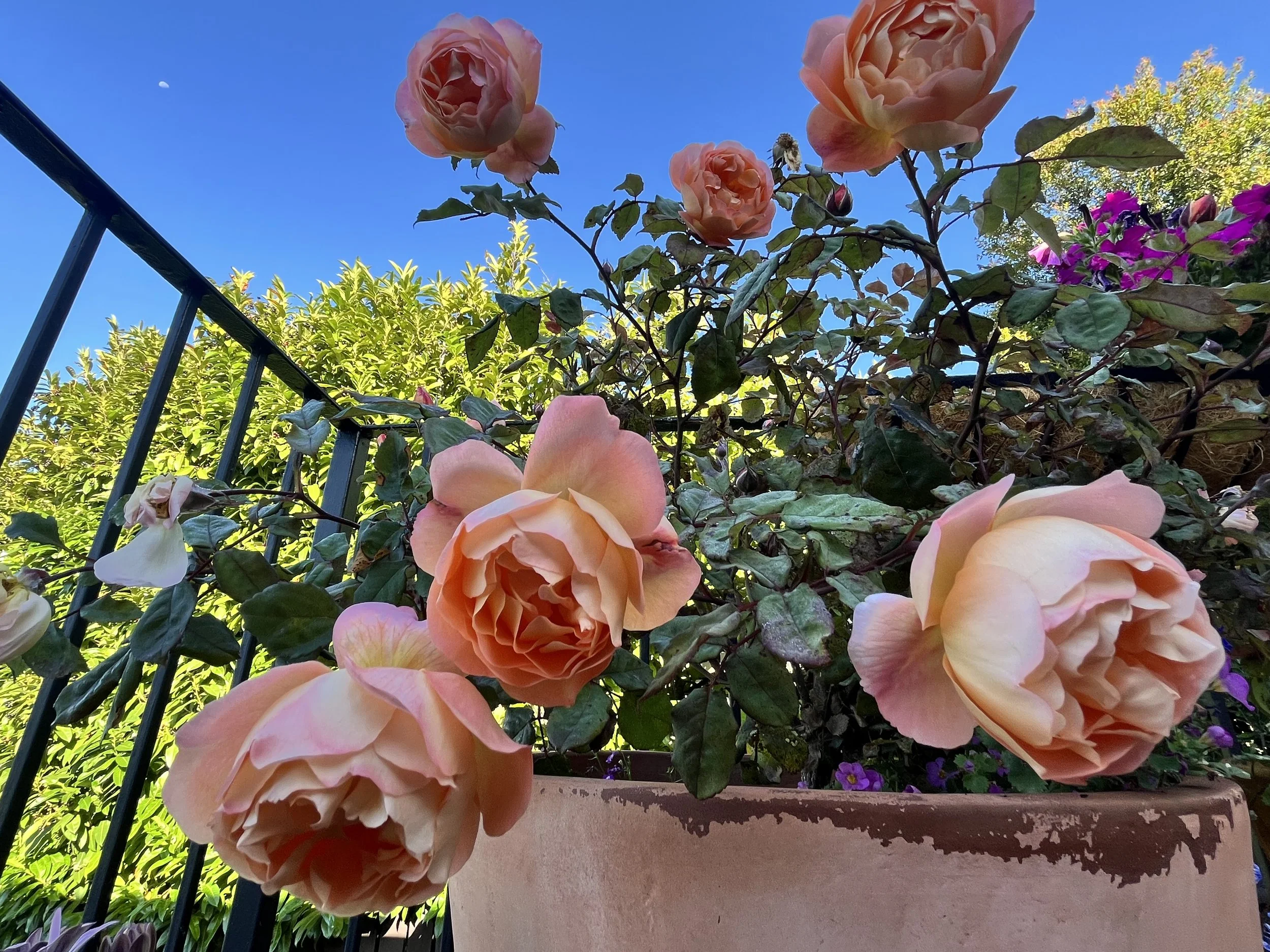 IMG_9434.jpeg