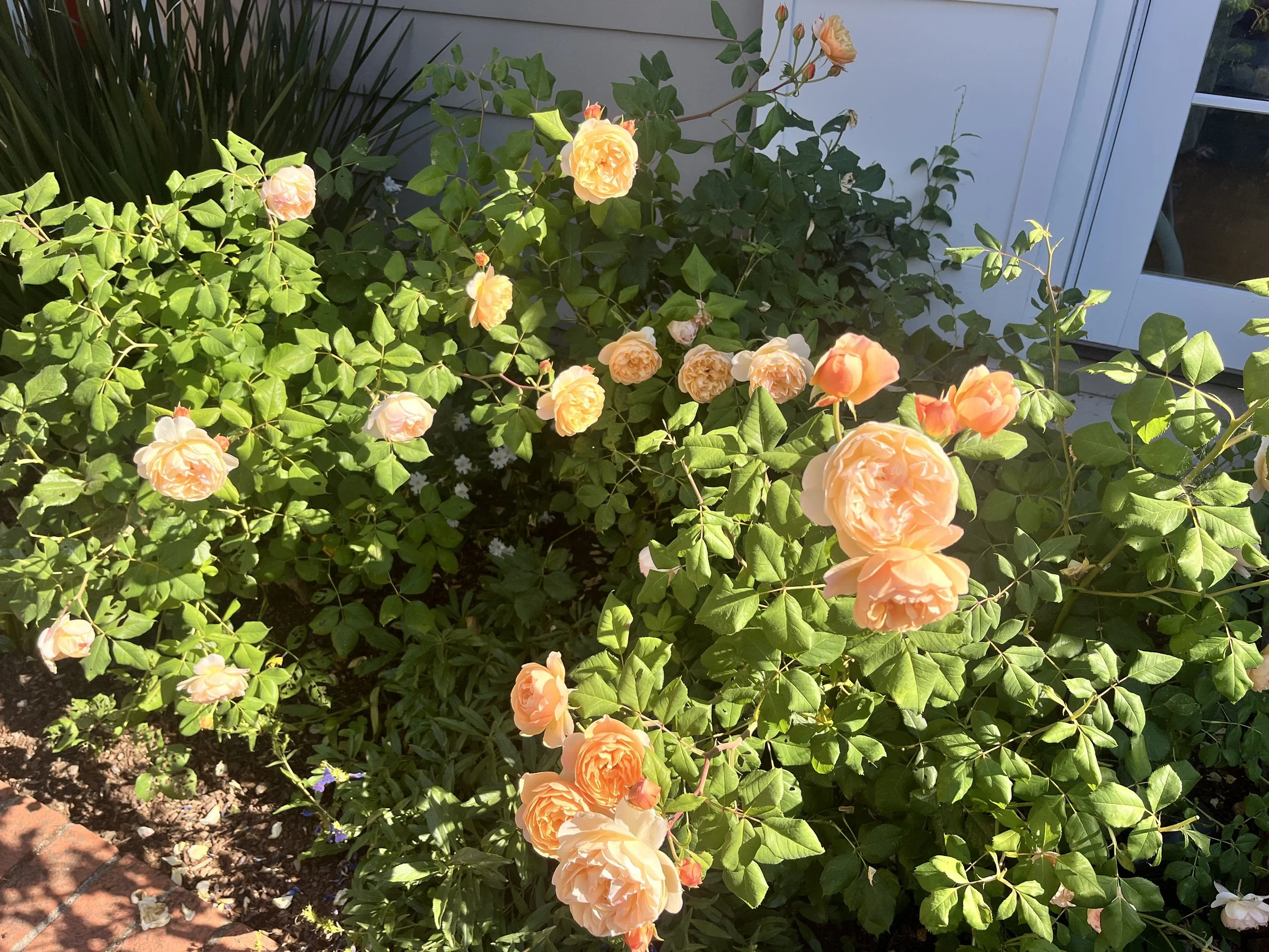 IMG_8700.jpeg