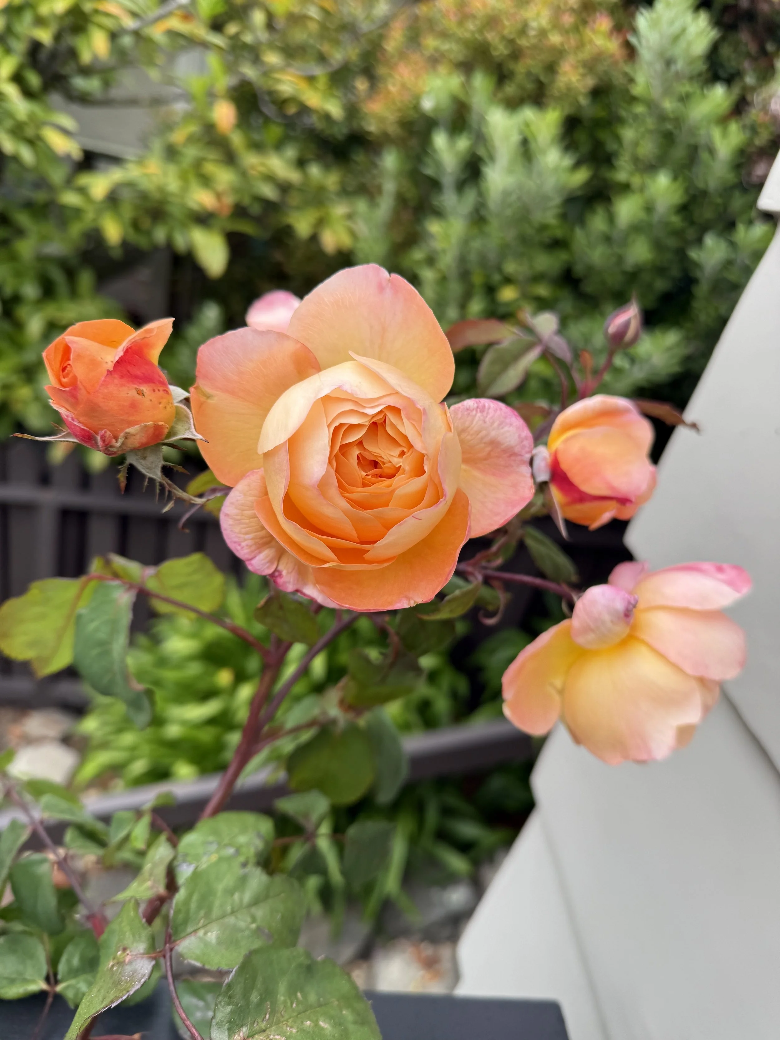 IMG_3589.jpeg