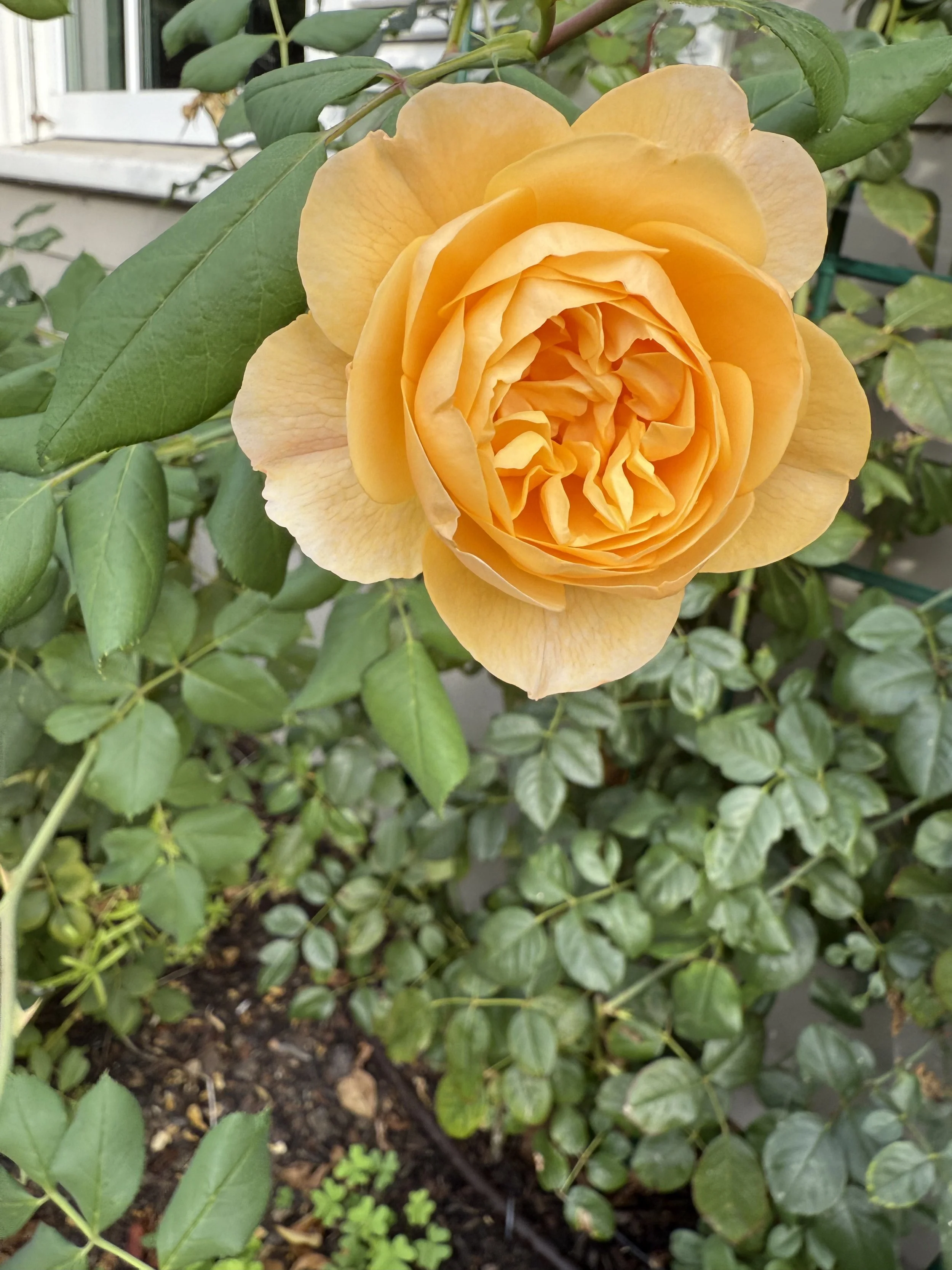 IMG_1697.jpeg