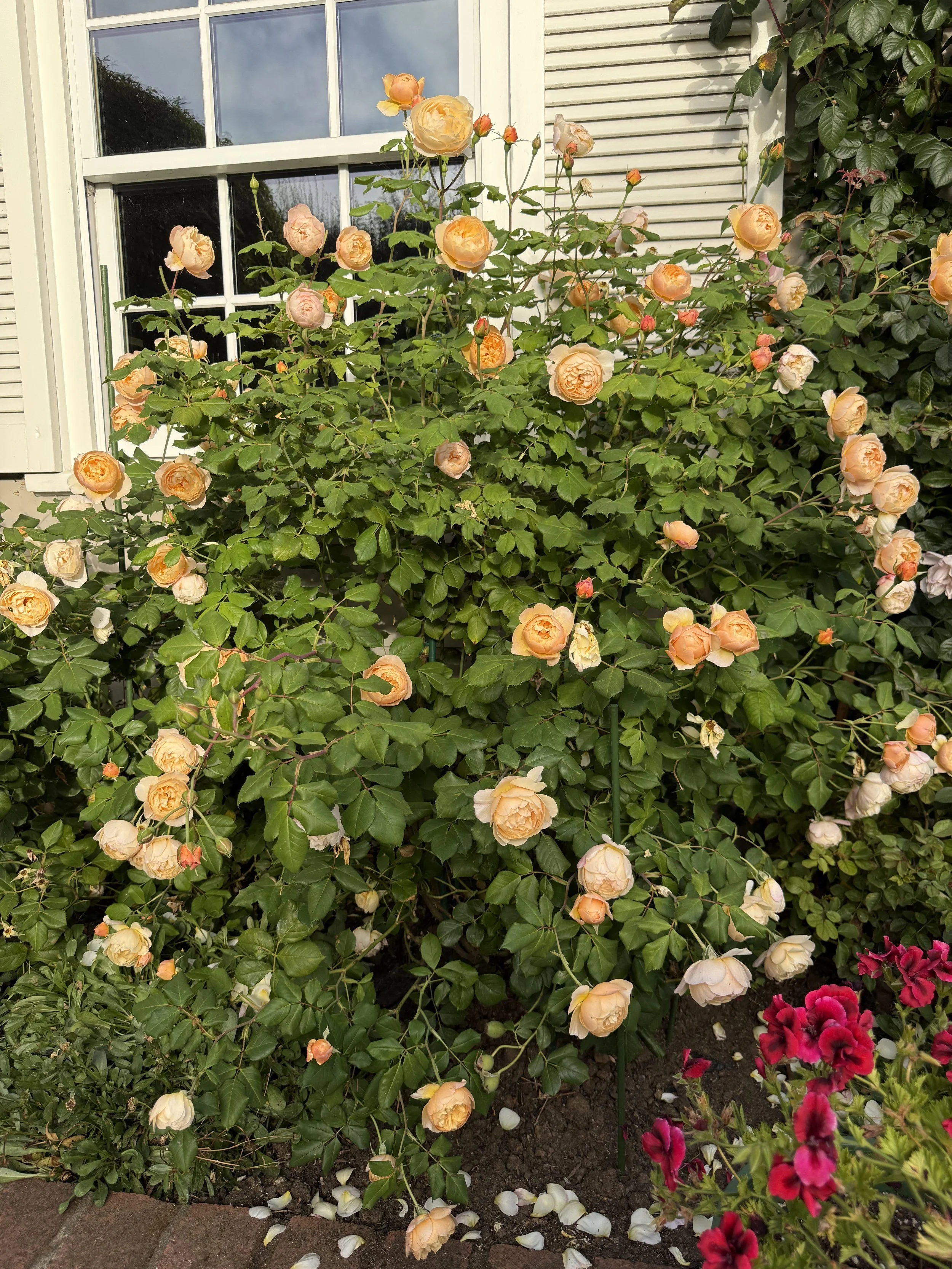 IMG_5413.jpeg