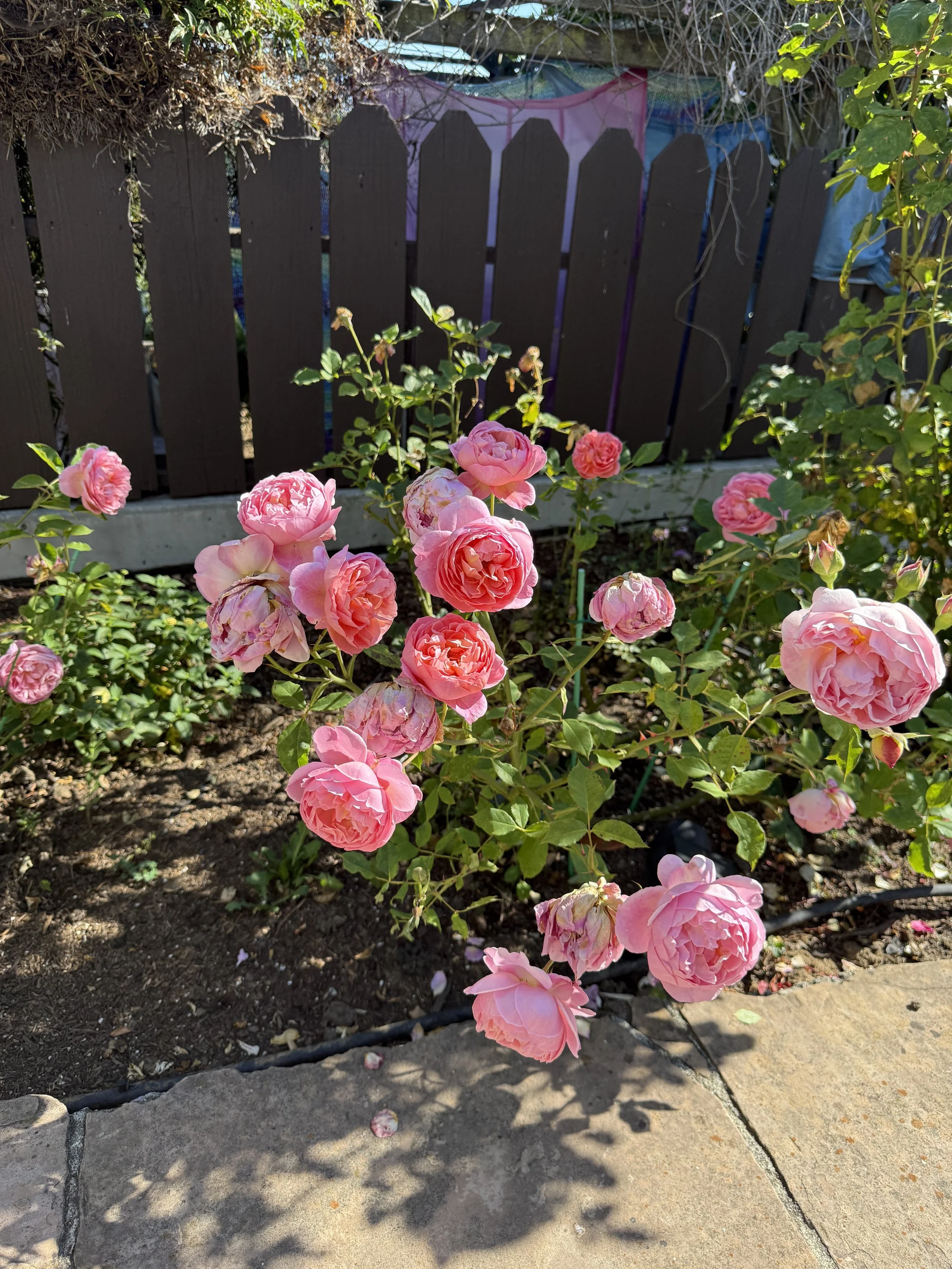 IMG_6126.jpeg