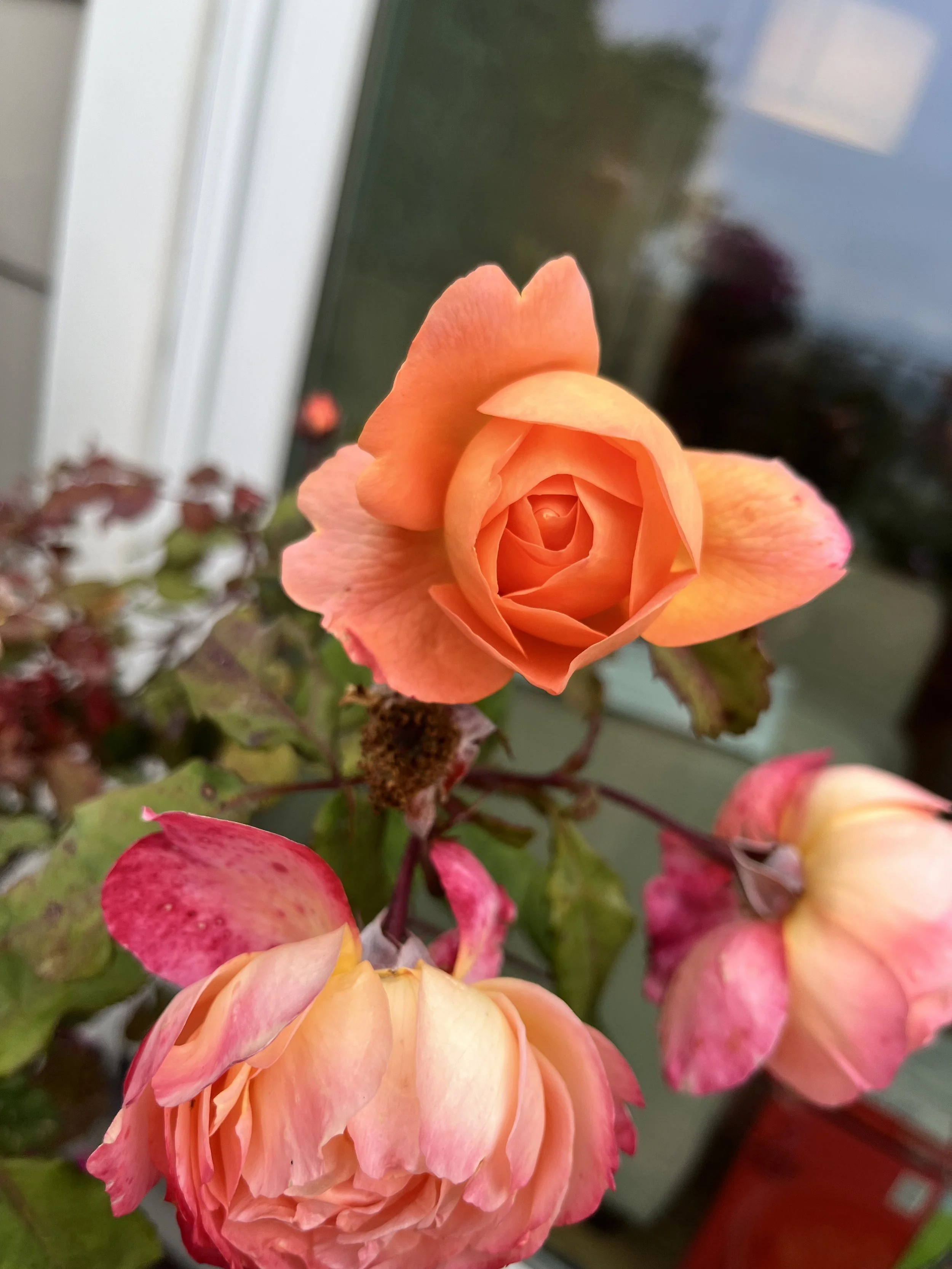 IMG_9738.jpeg