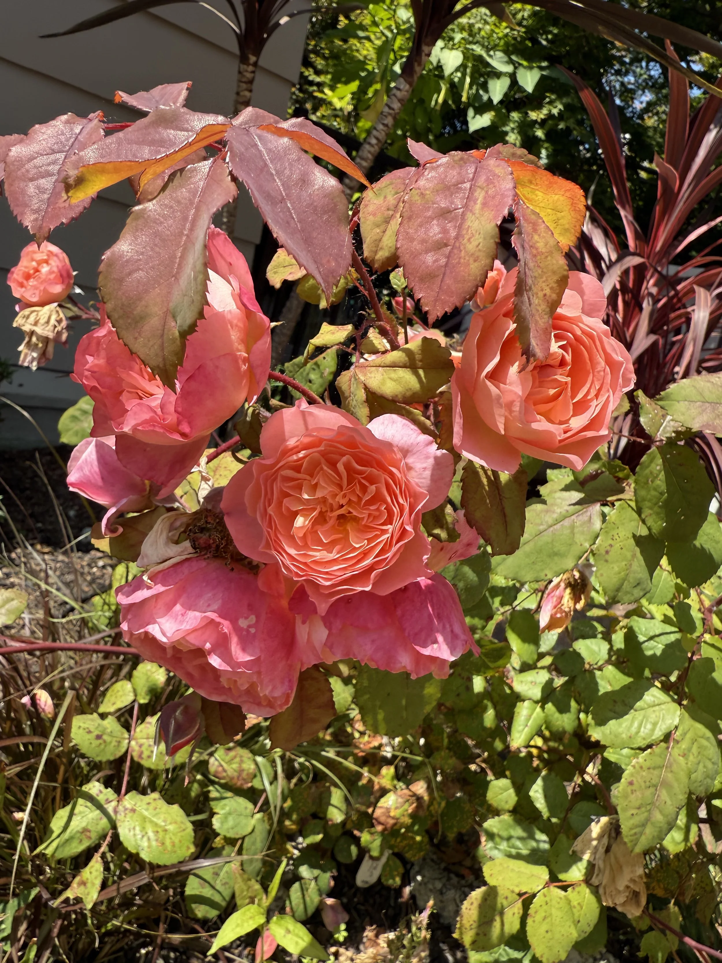 IMG_4782.jpeg