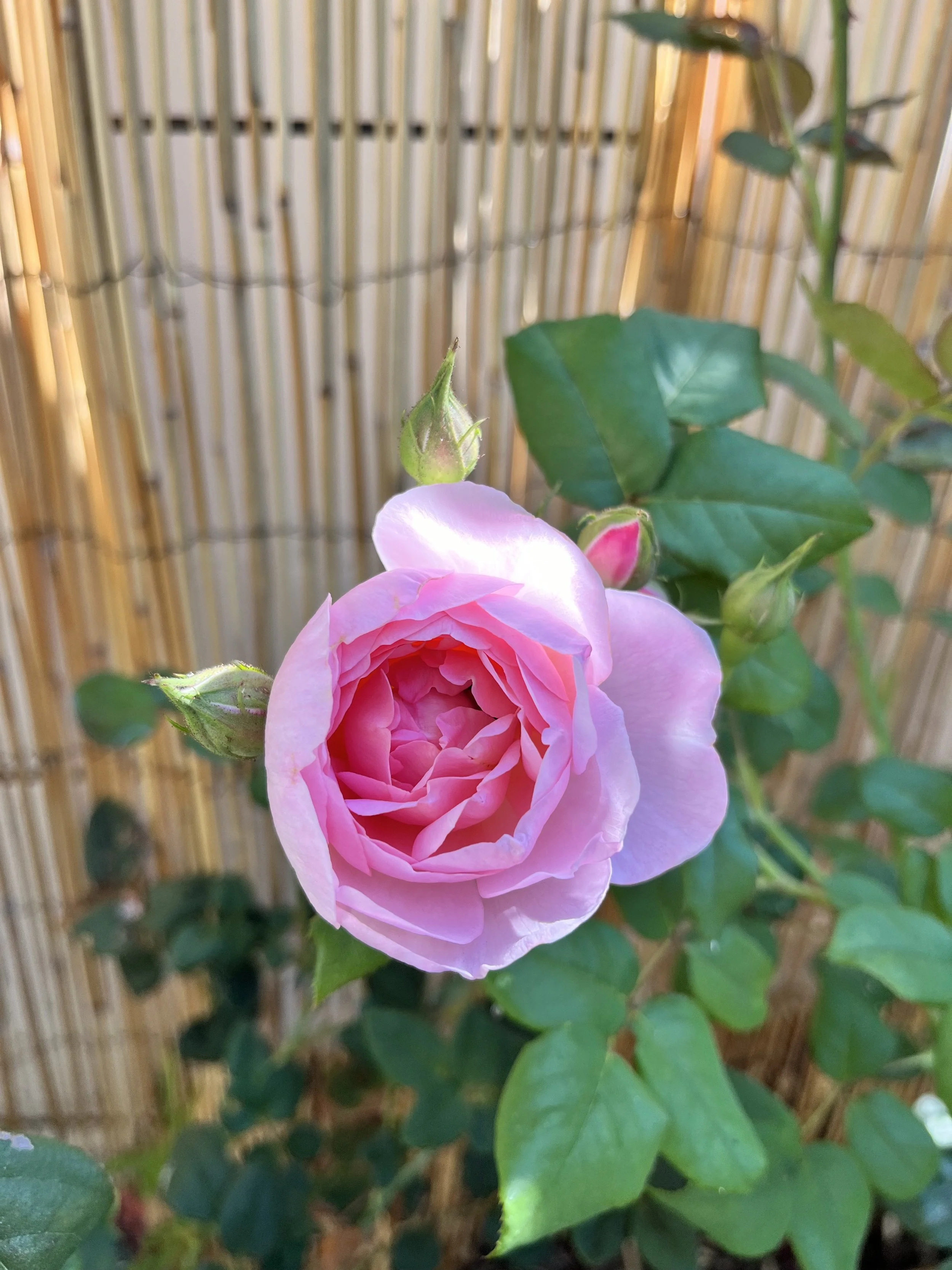IMG_9216.jpeg