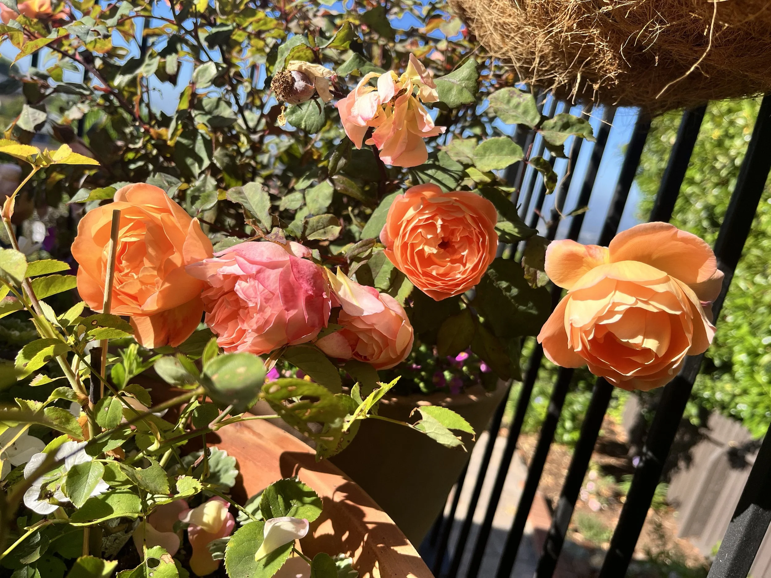 IMG_9458.jpeg