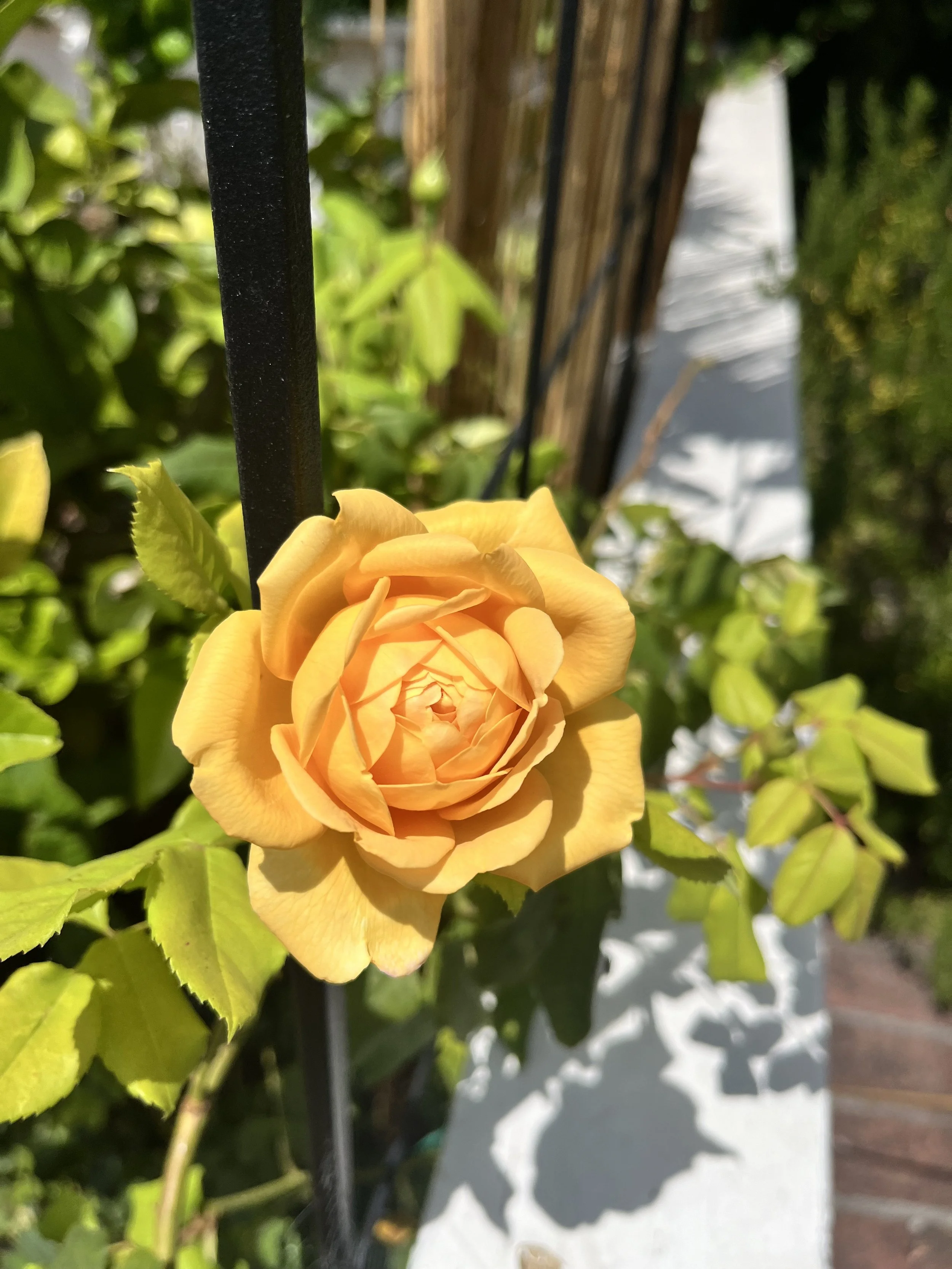 IMG_9027.jpeg
