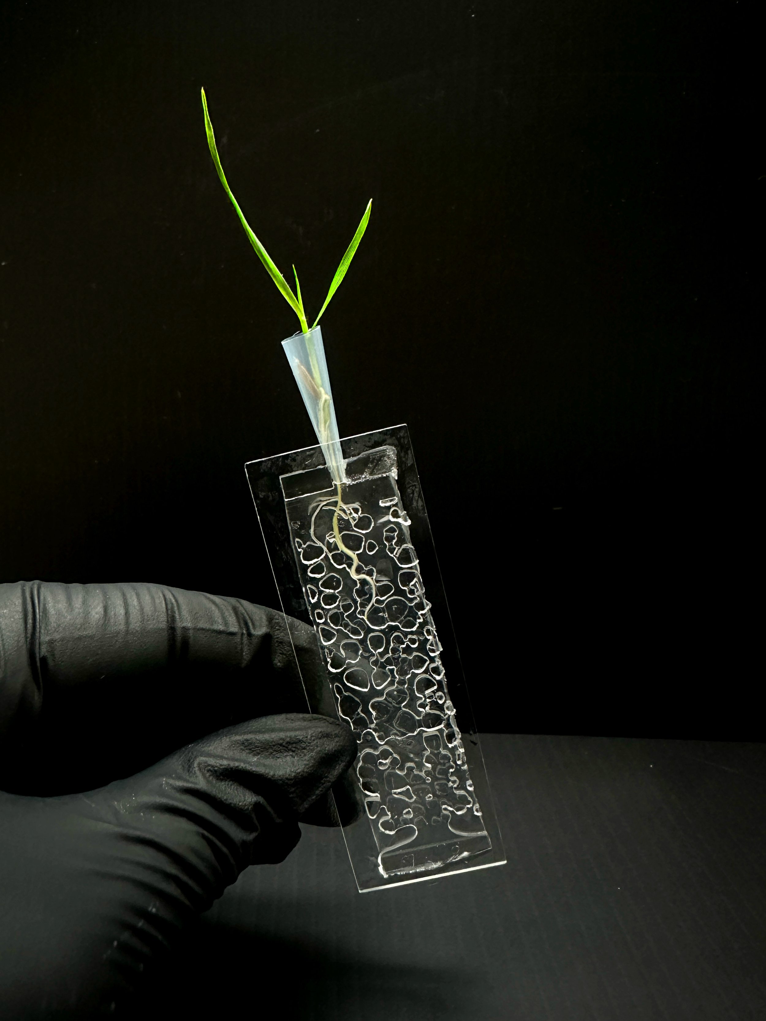 plant in chip - Copy.jpg