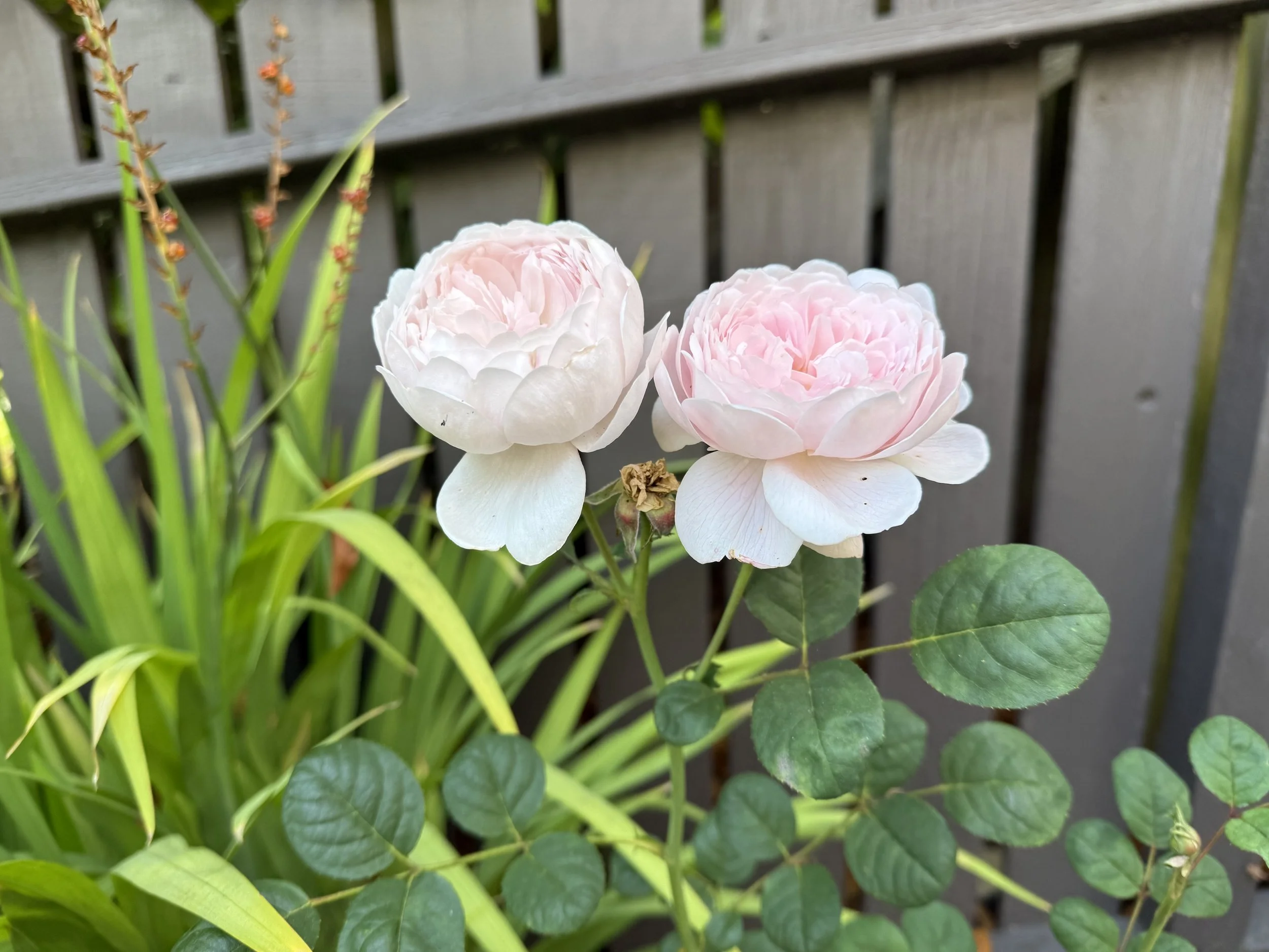 IMG_3769.jpeg