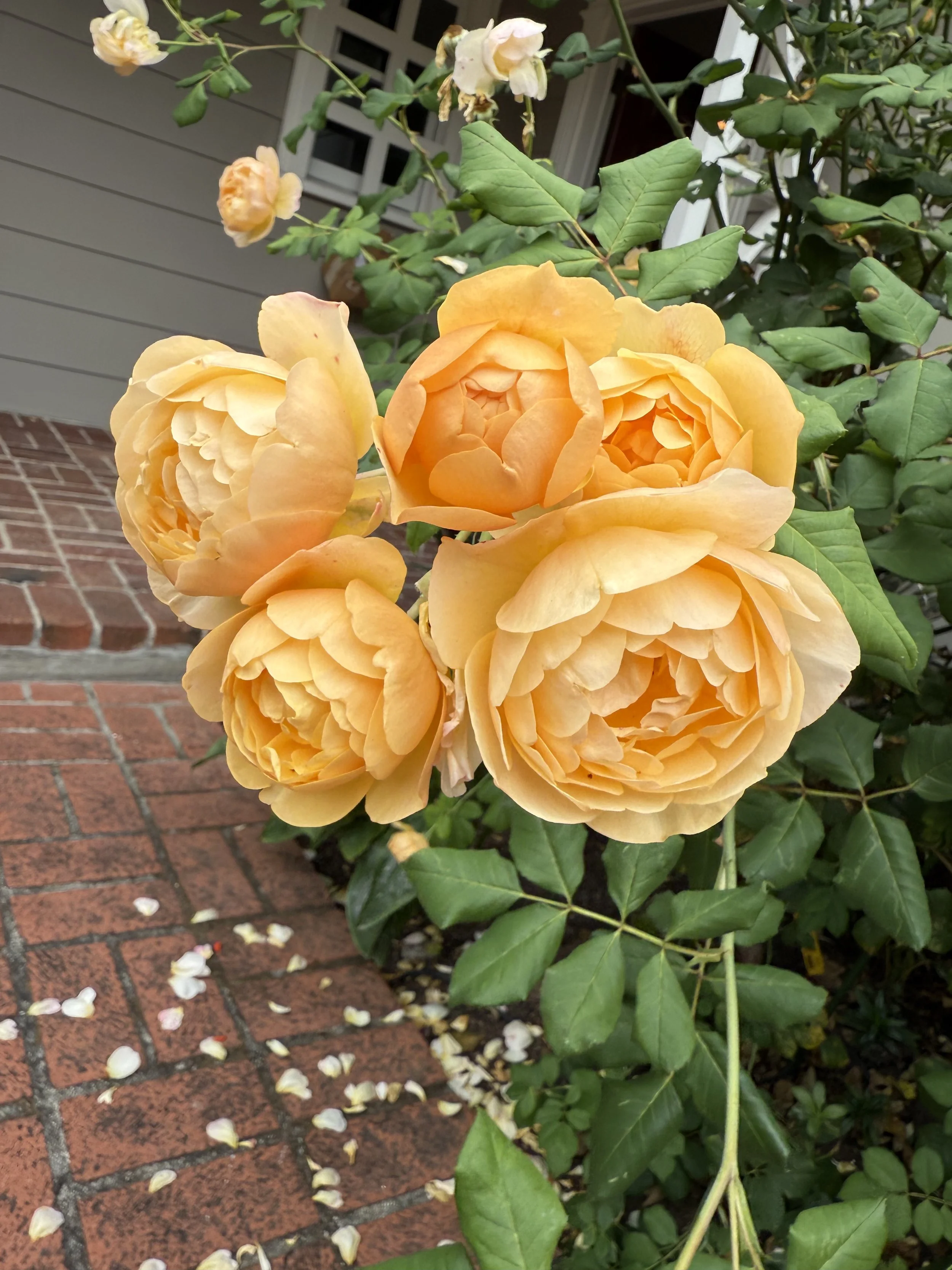 IMG_6428.jpeg