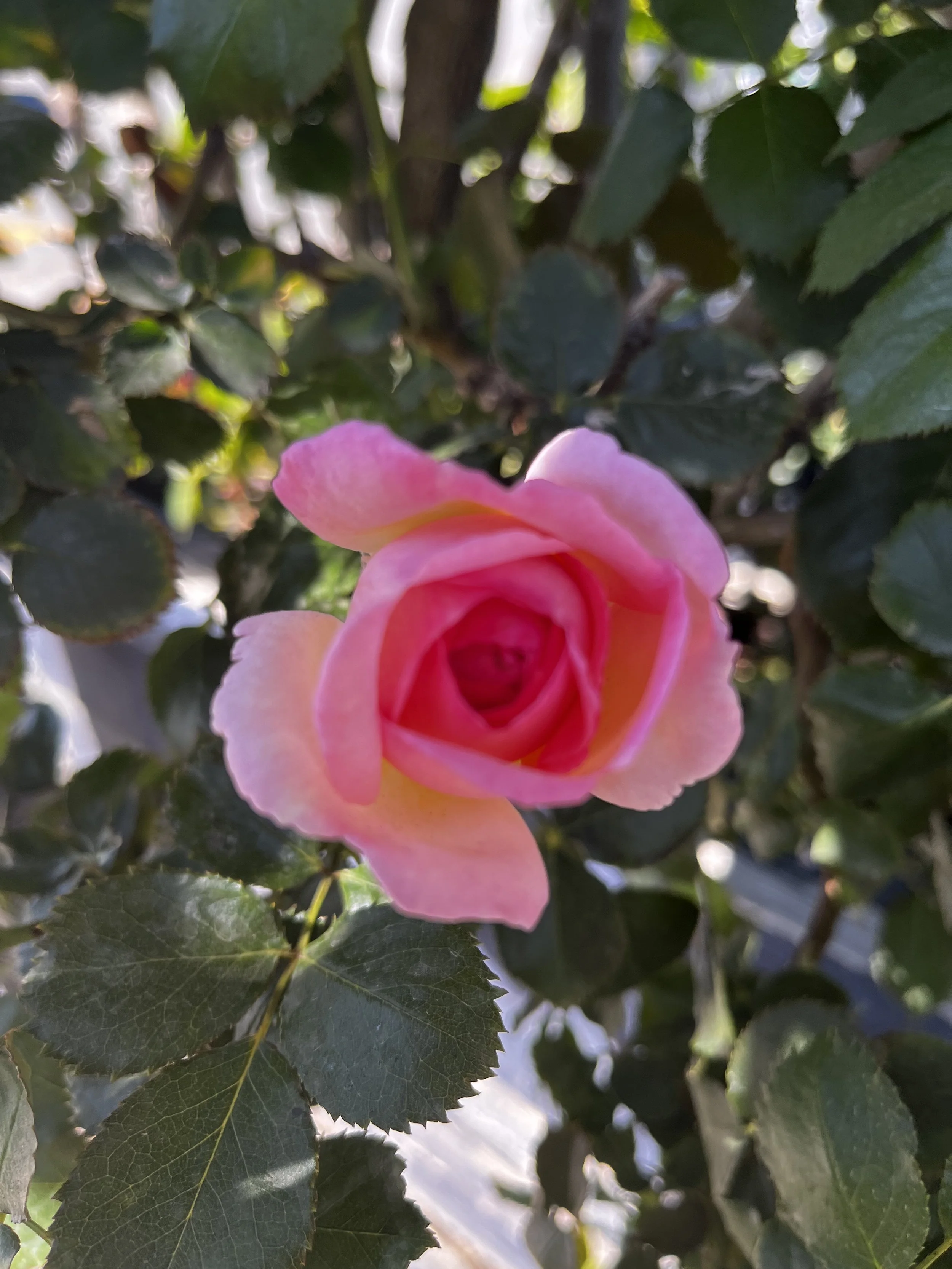 IMG_5442.jpeg