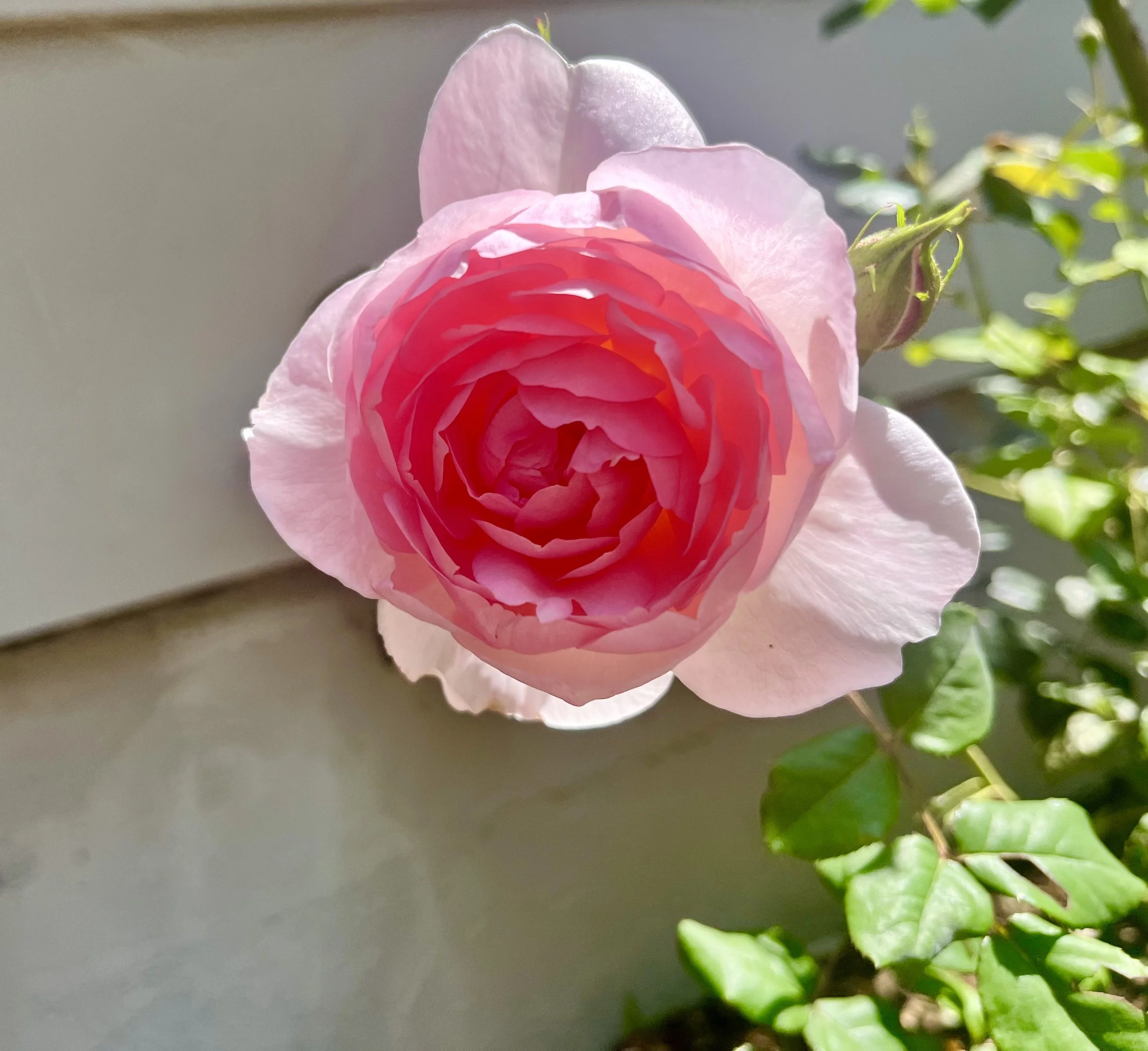 IMG_9084.jpeg