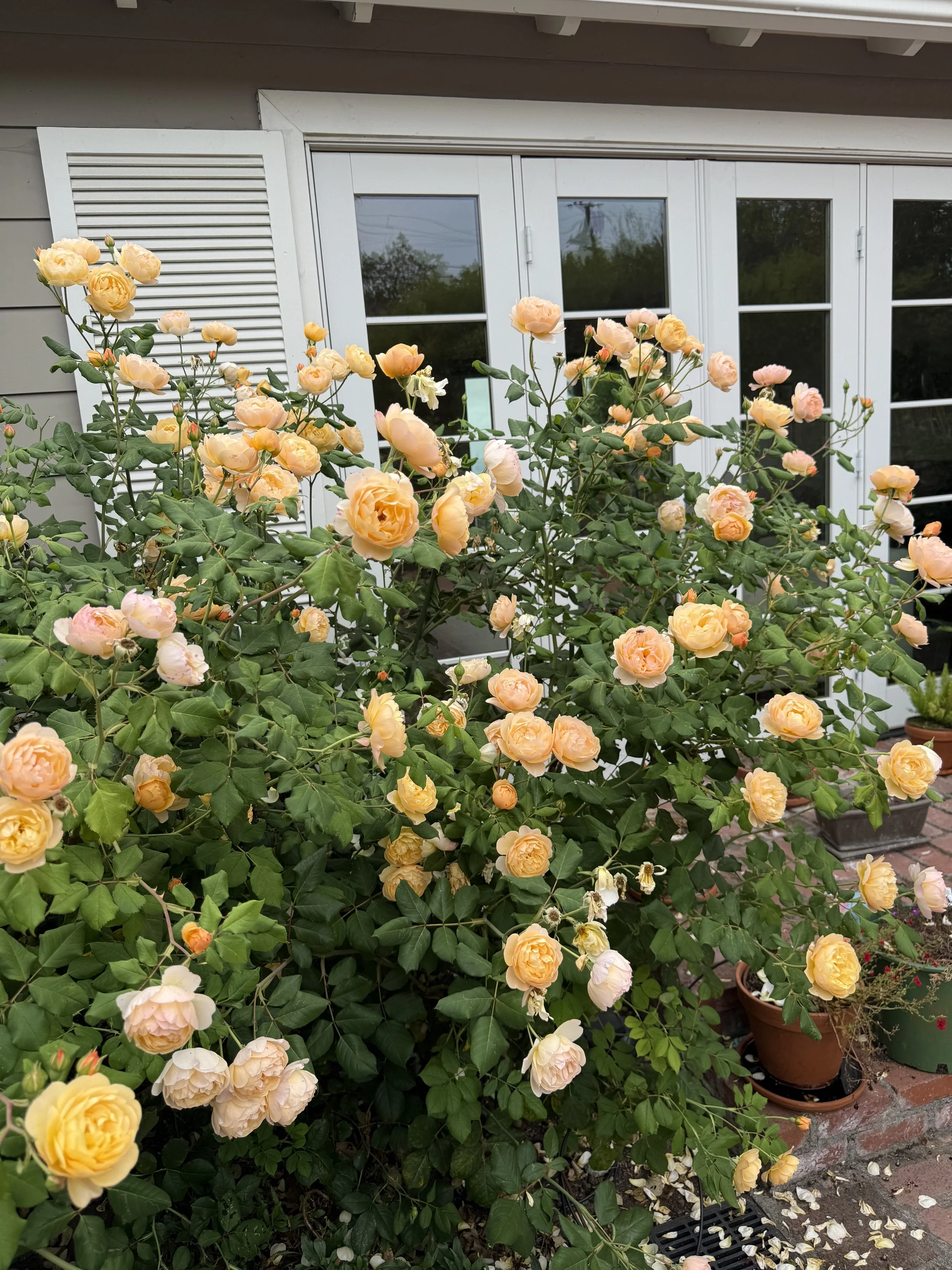 IMG_6222.jpeg