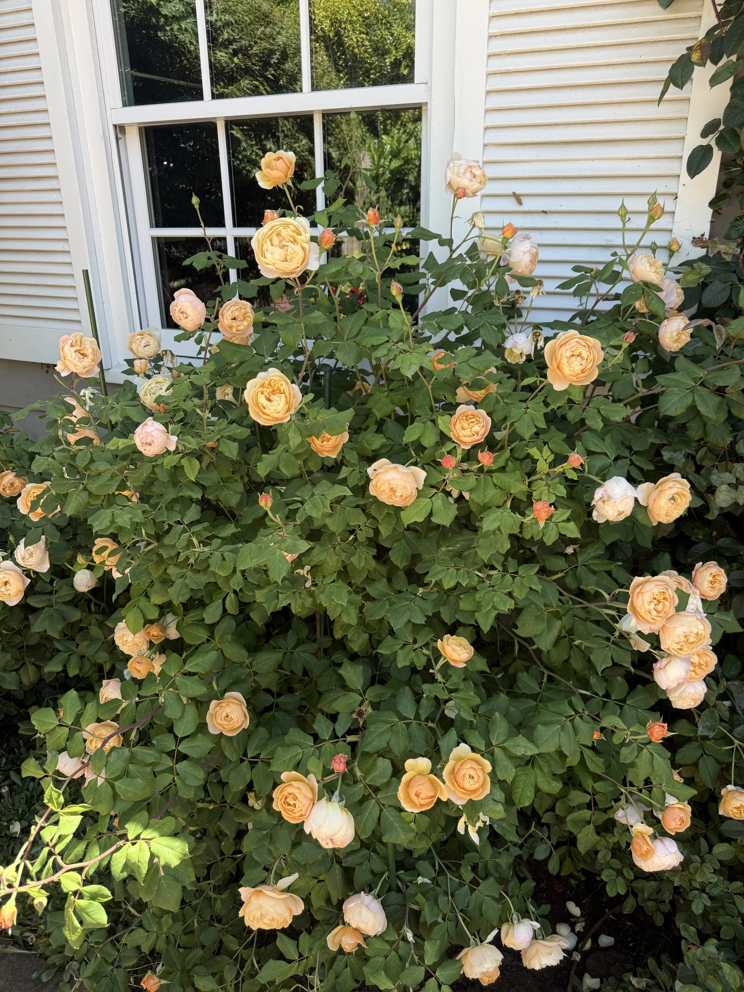 IMG_5391.jpeg