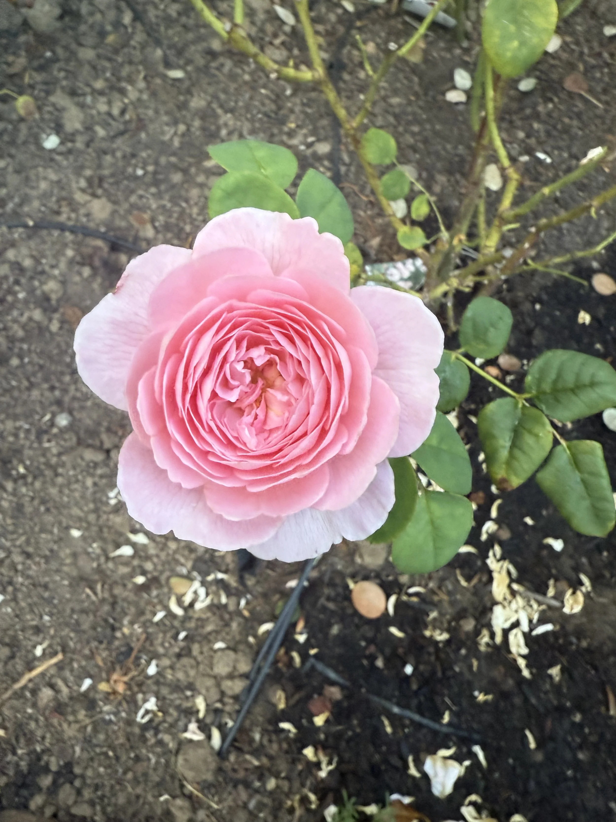 IMG_6769.jpeg