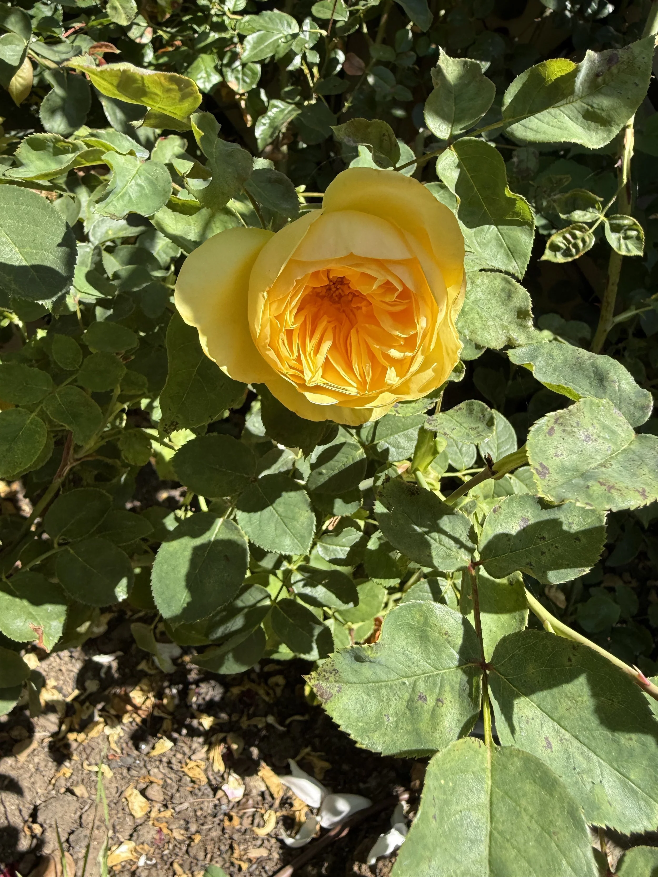 IMG_6307.jpeg