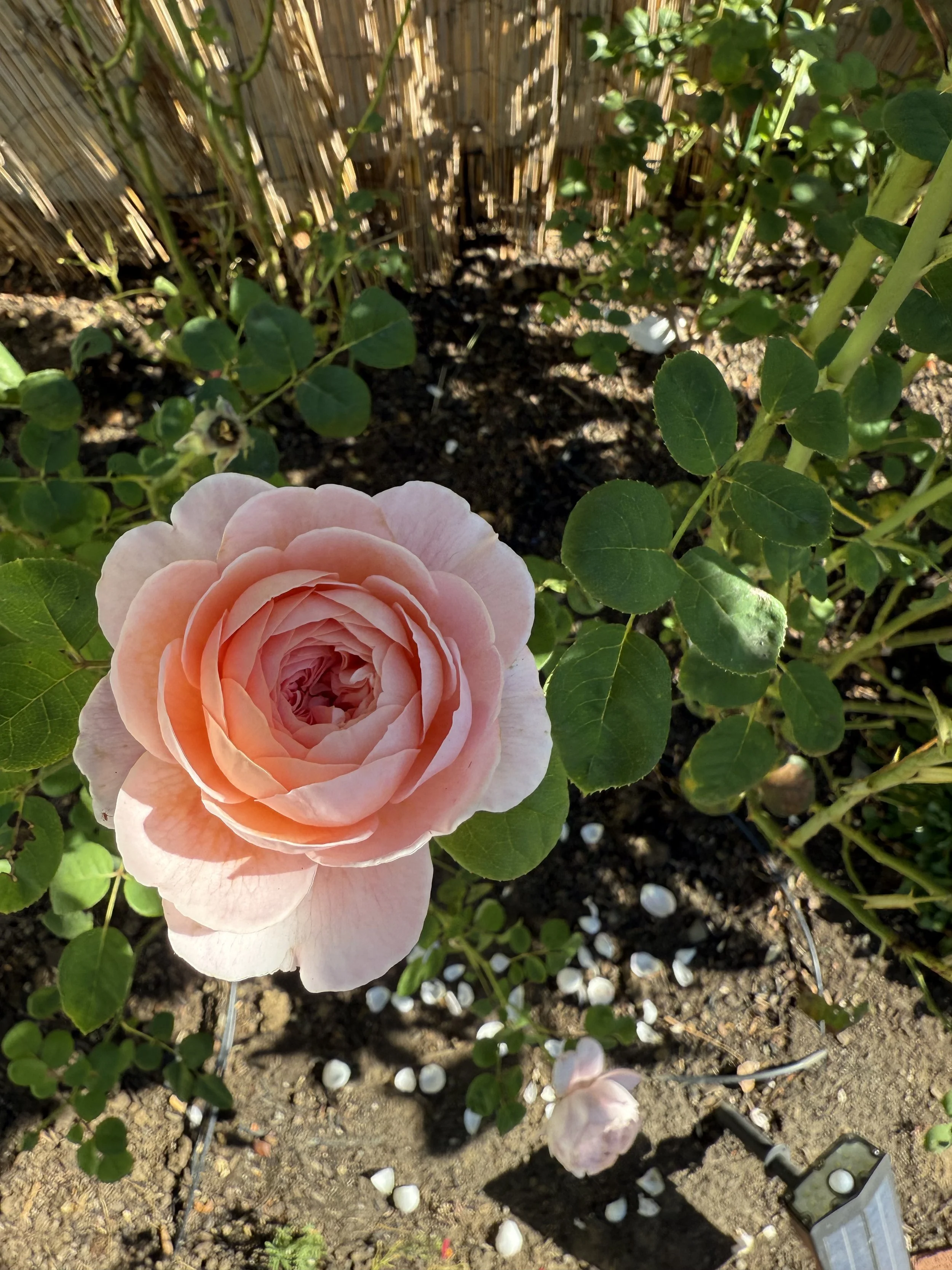 IMG_6524.jpeg