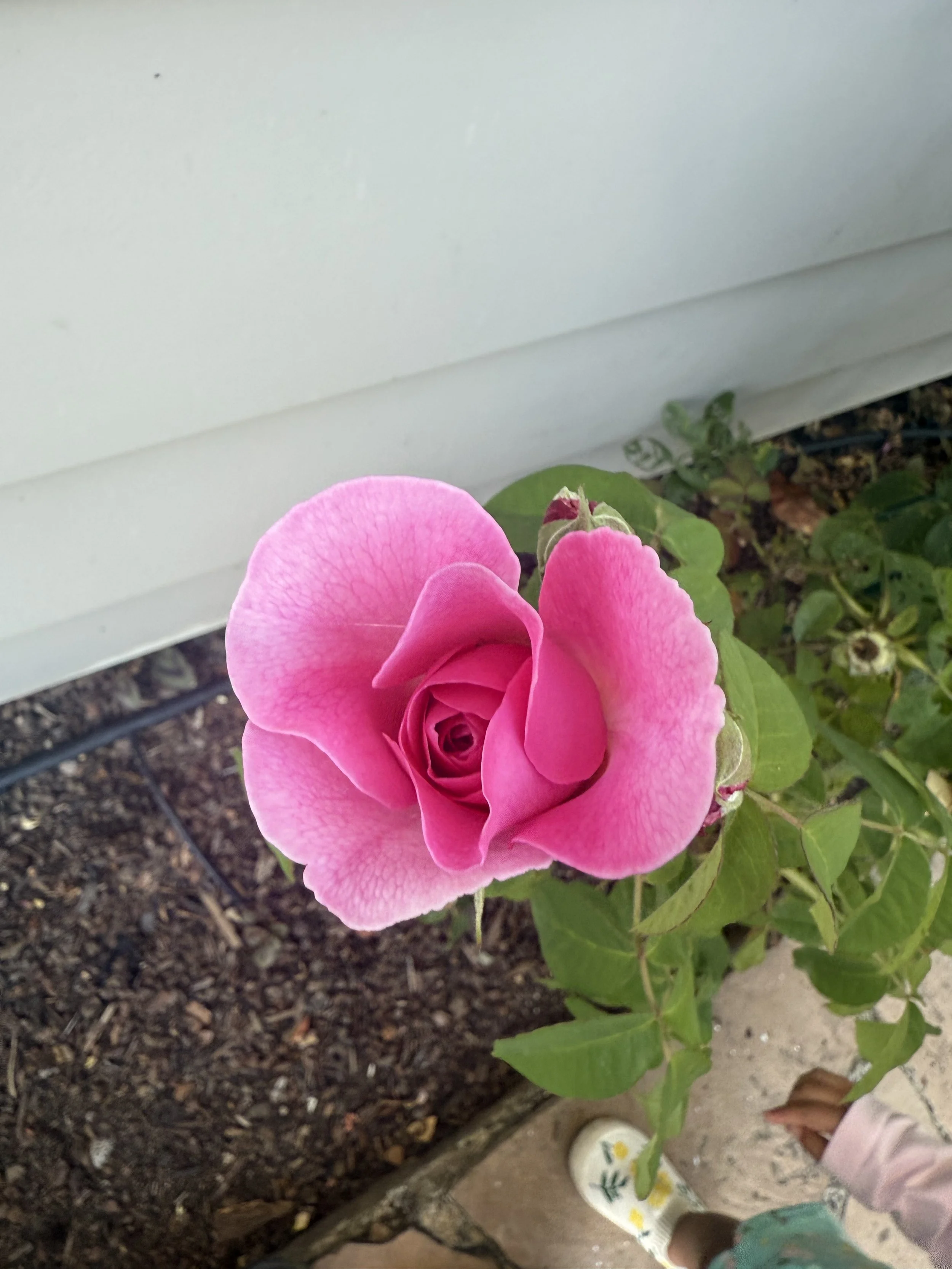 IMG_6754.jpeg