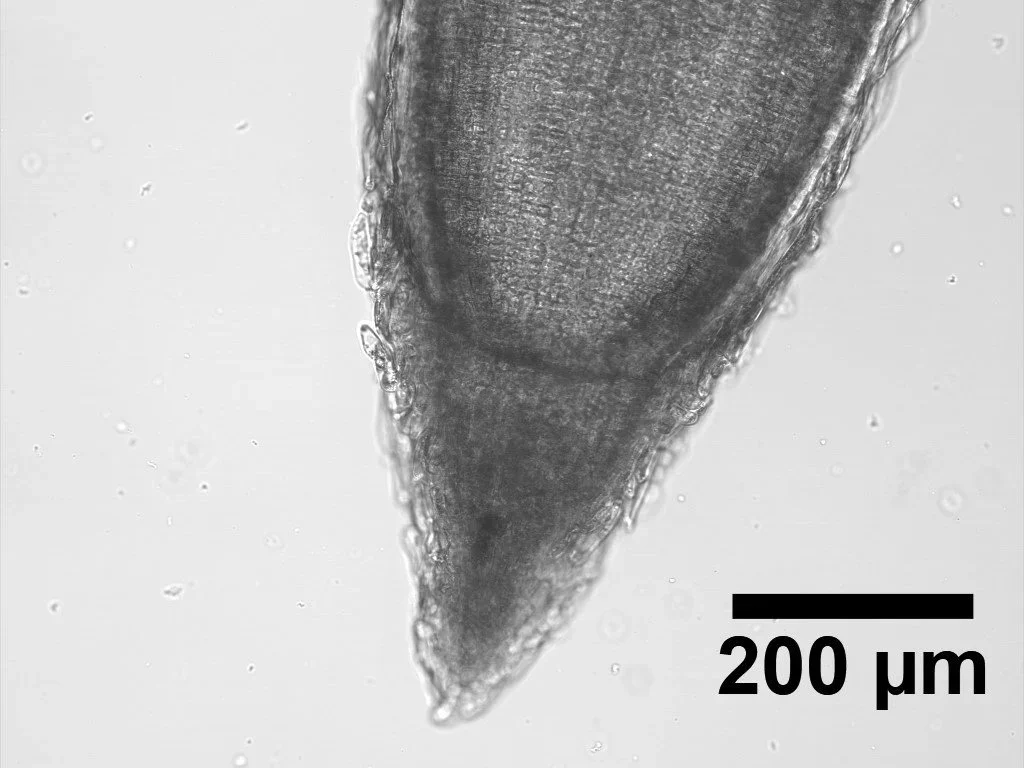 processed_005-4 control root area 2 10X_c1-2.jpg