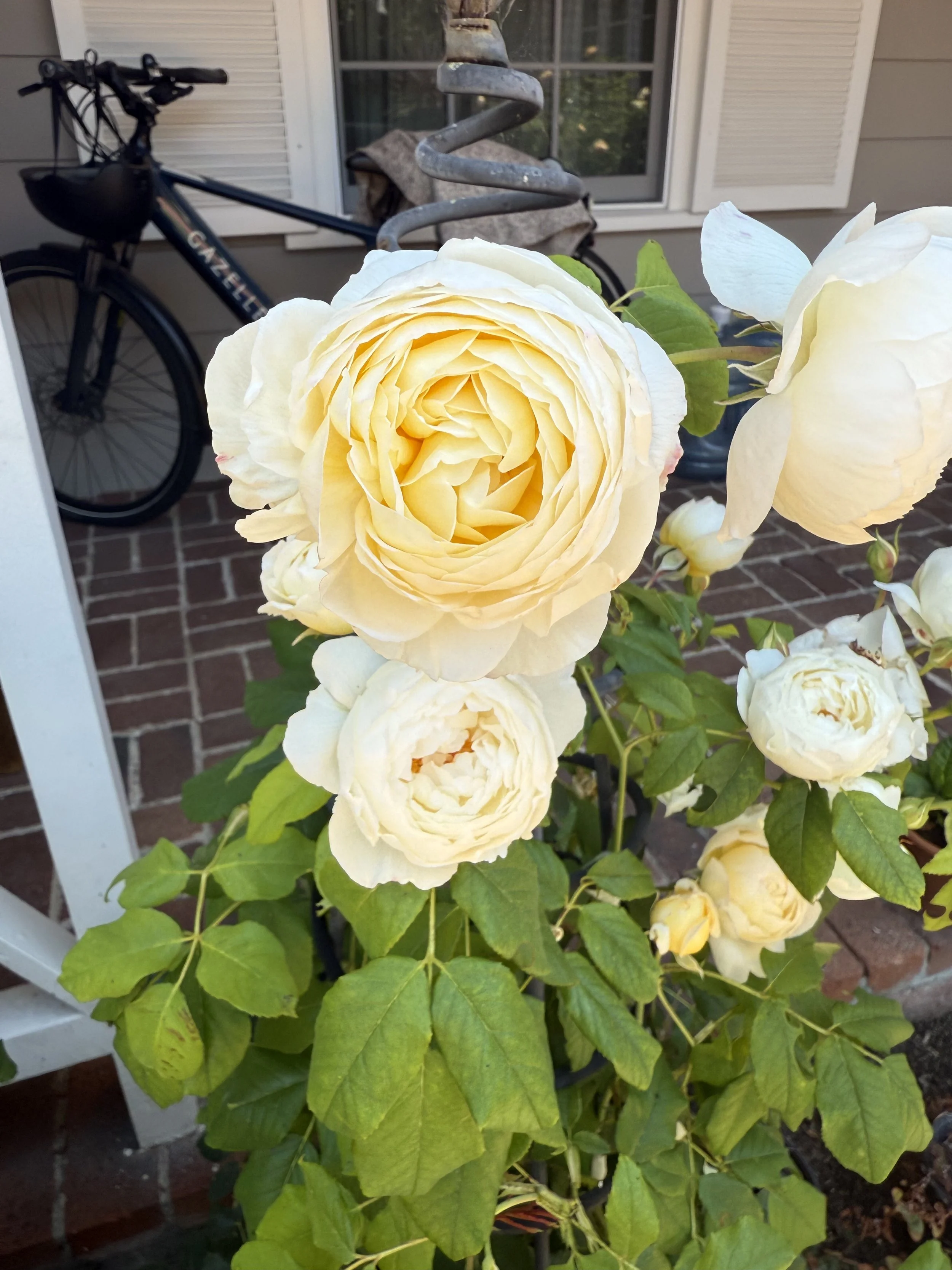 IMG_5097.jpeg