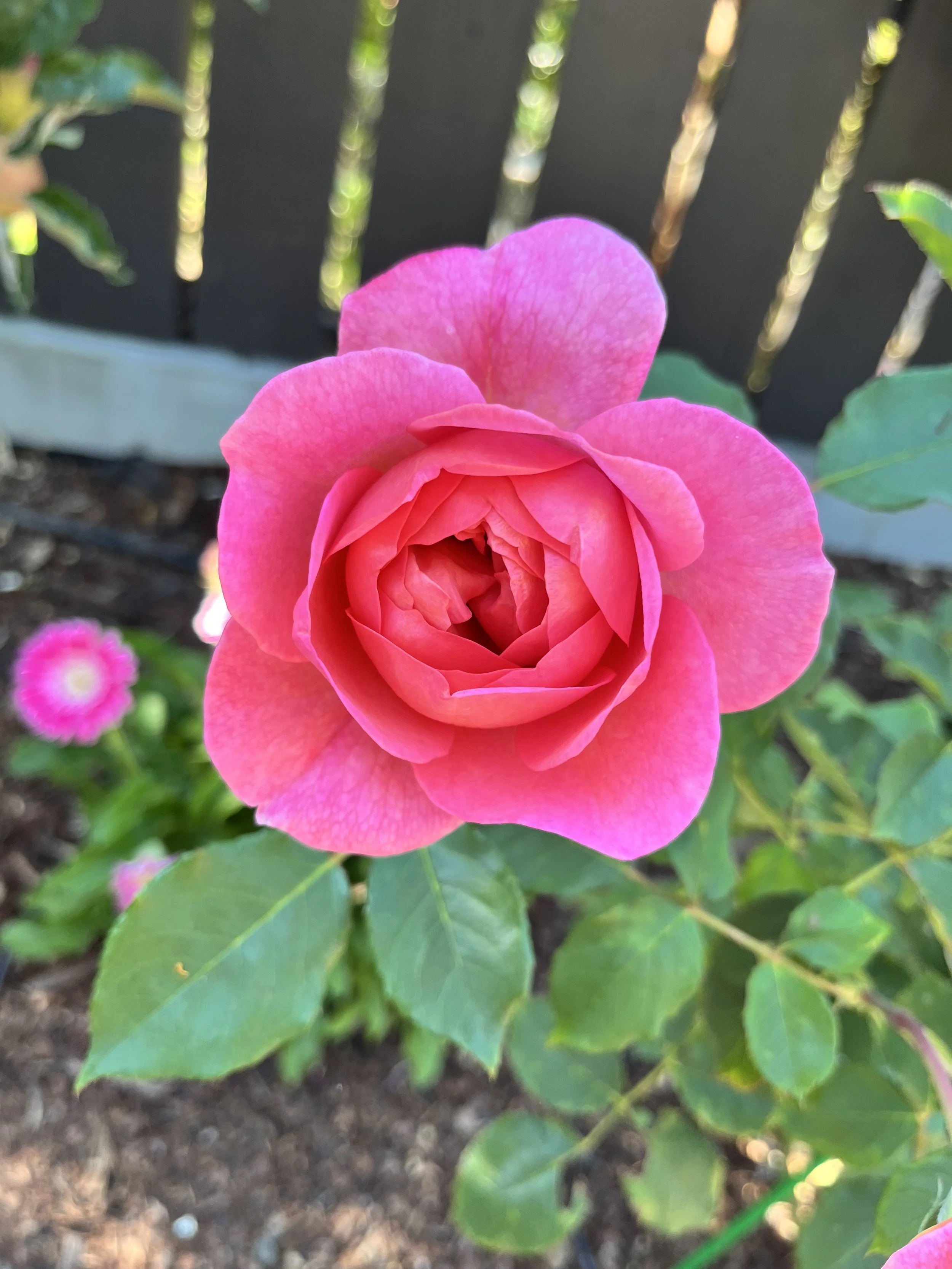 IMG_9263.jpeg