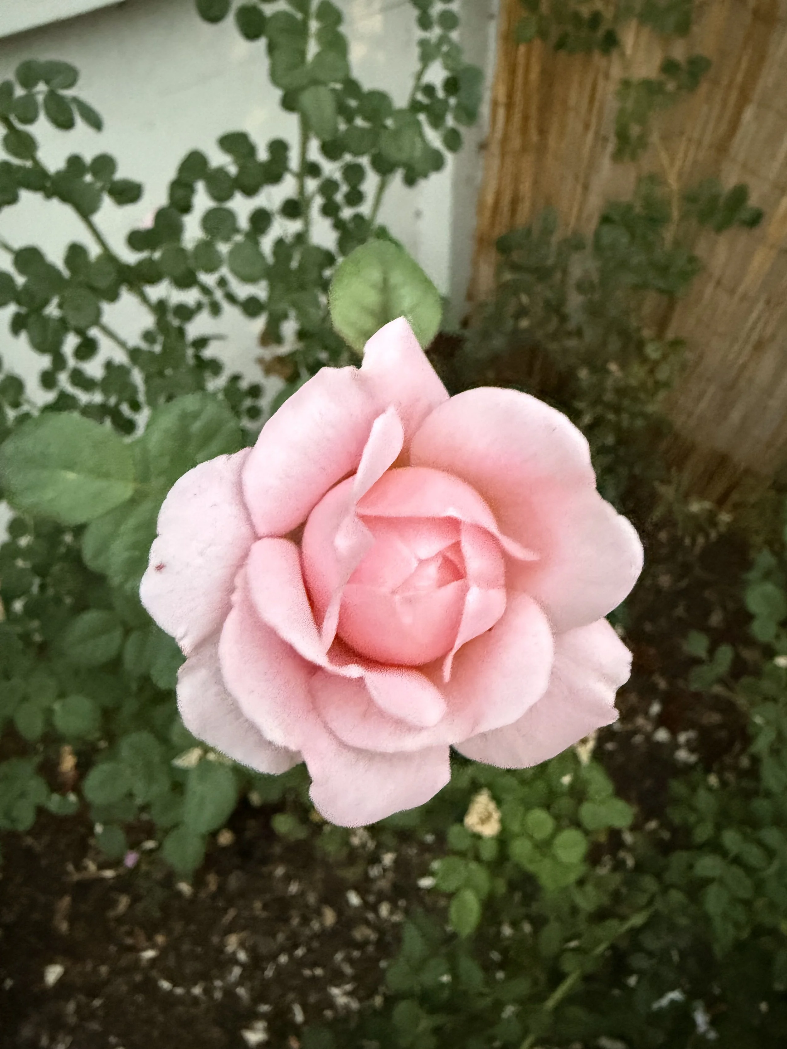 IMG_1553.jpeg