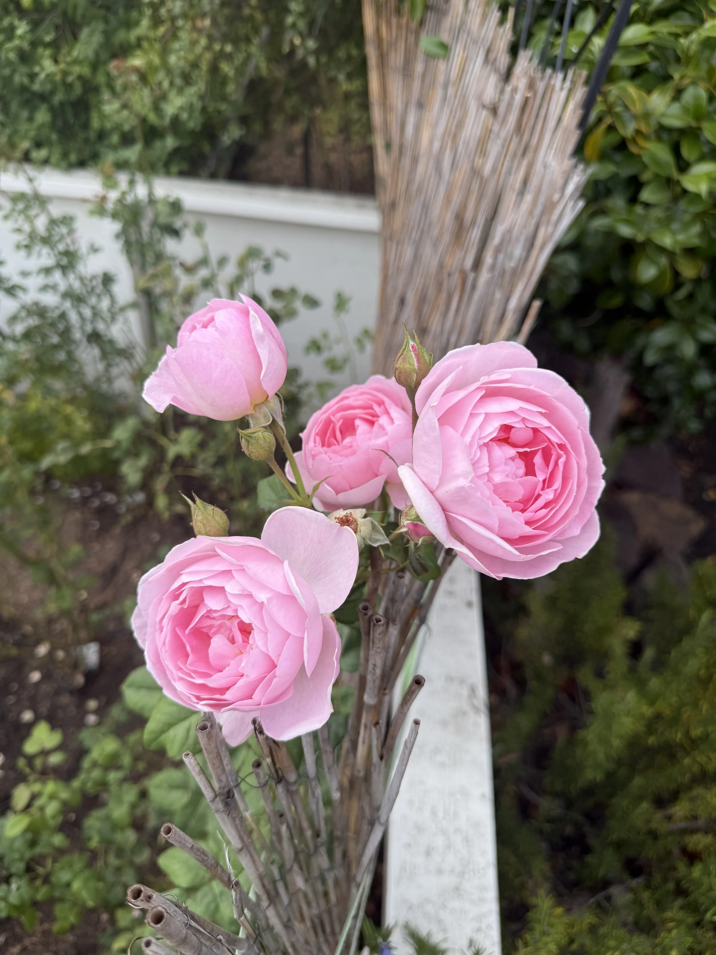 IMG_6592.jpeg