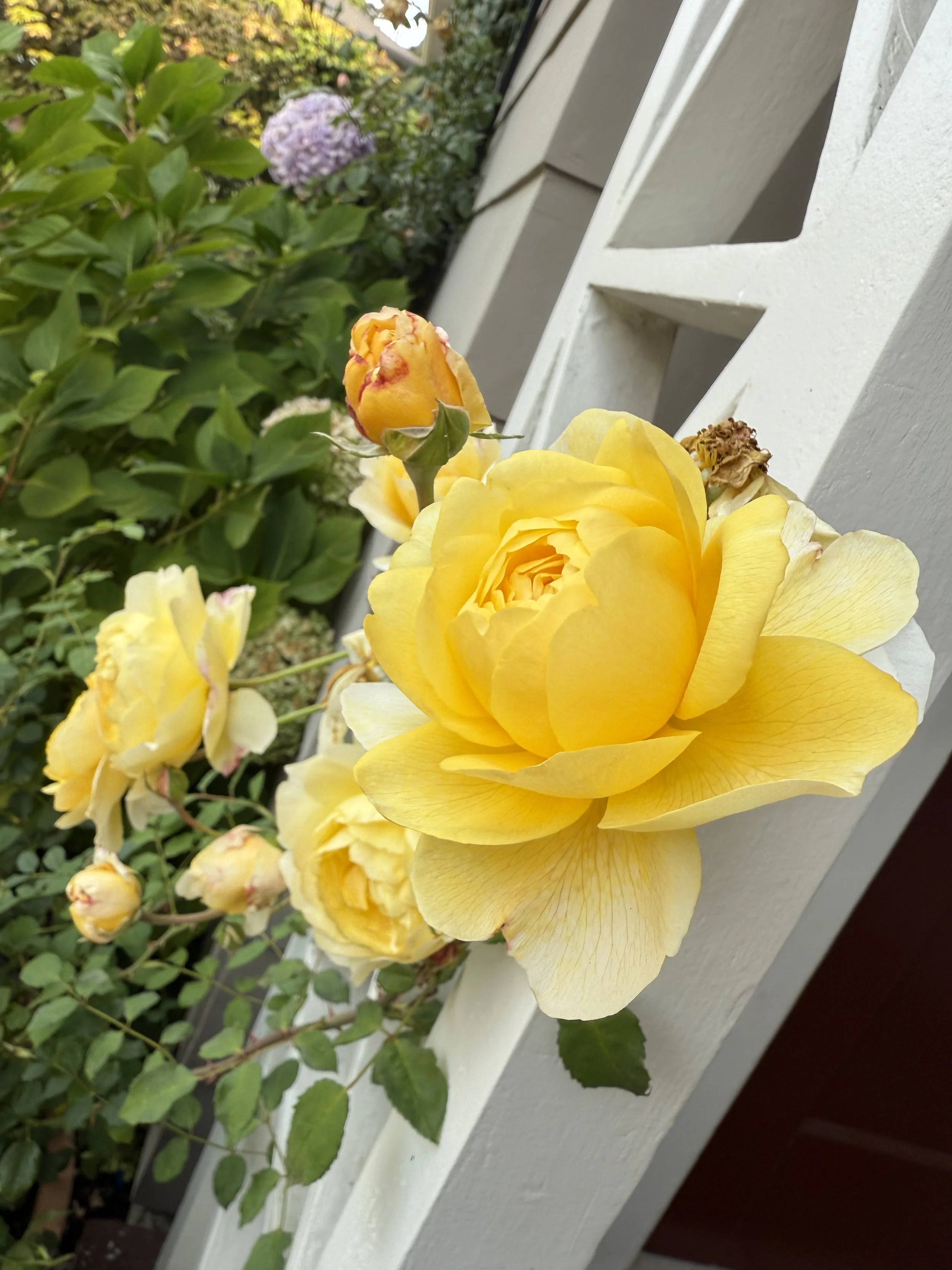 IMG_6790.jpeg
