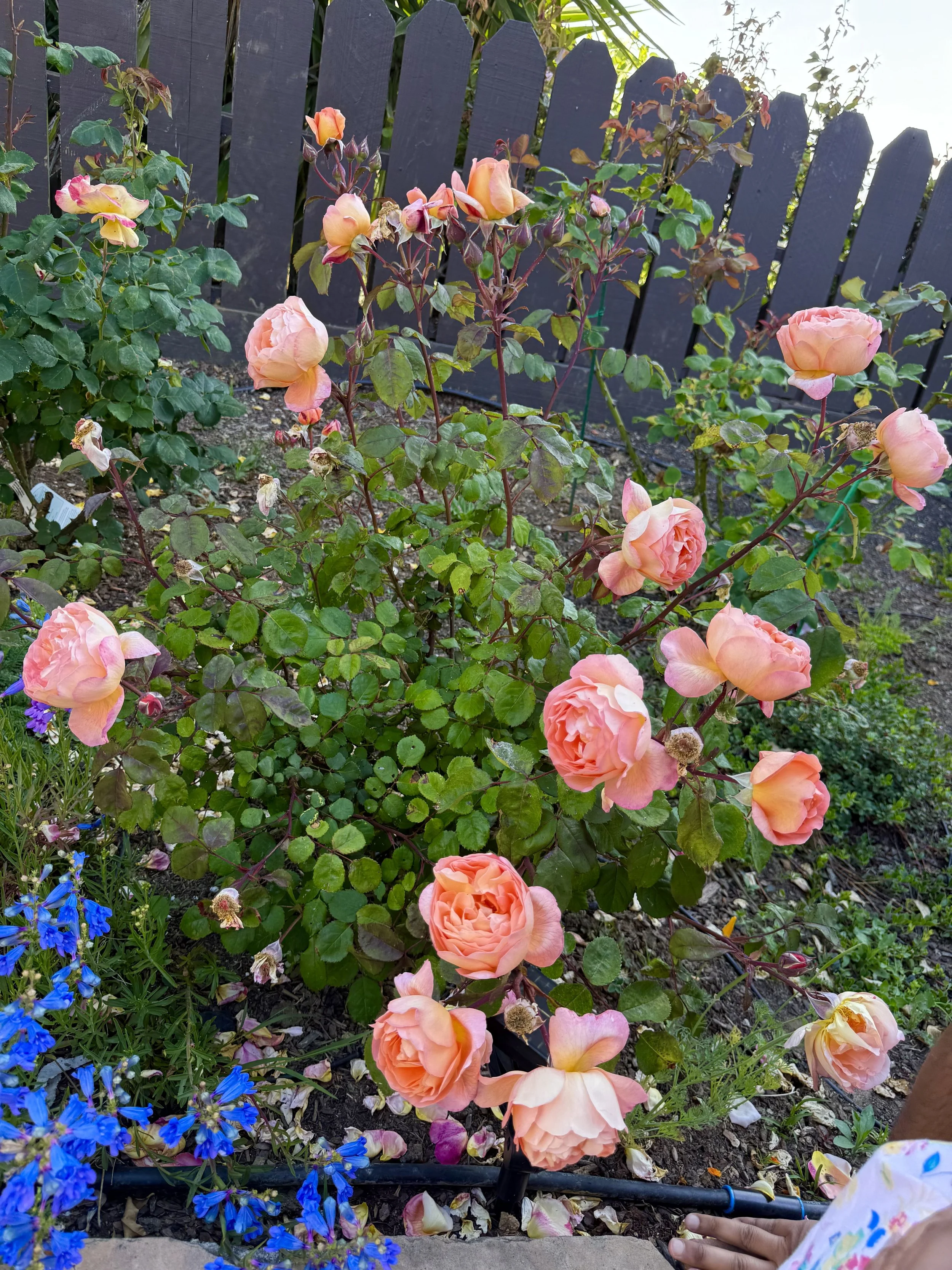 IMG_4253.jpeg