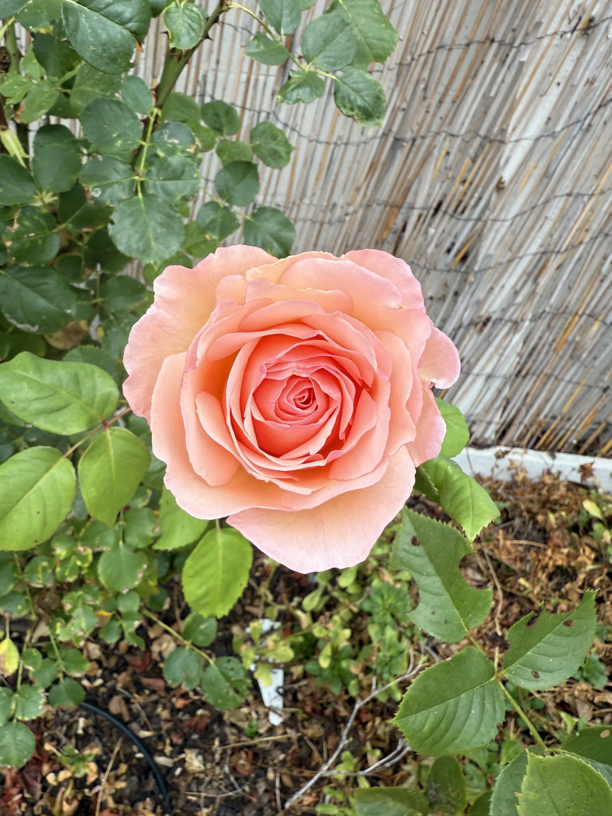 IMG_6219.jpeg