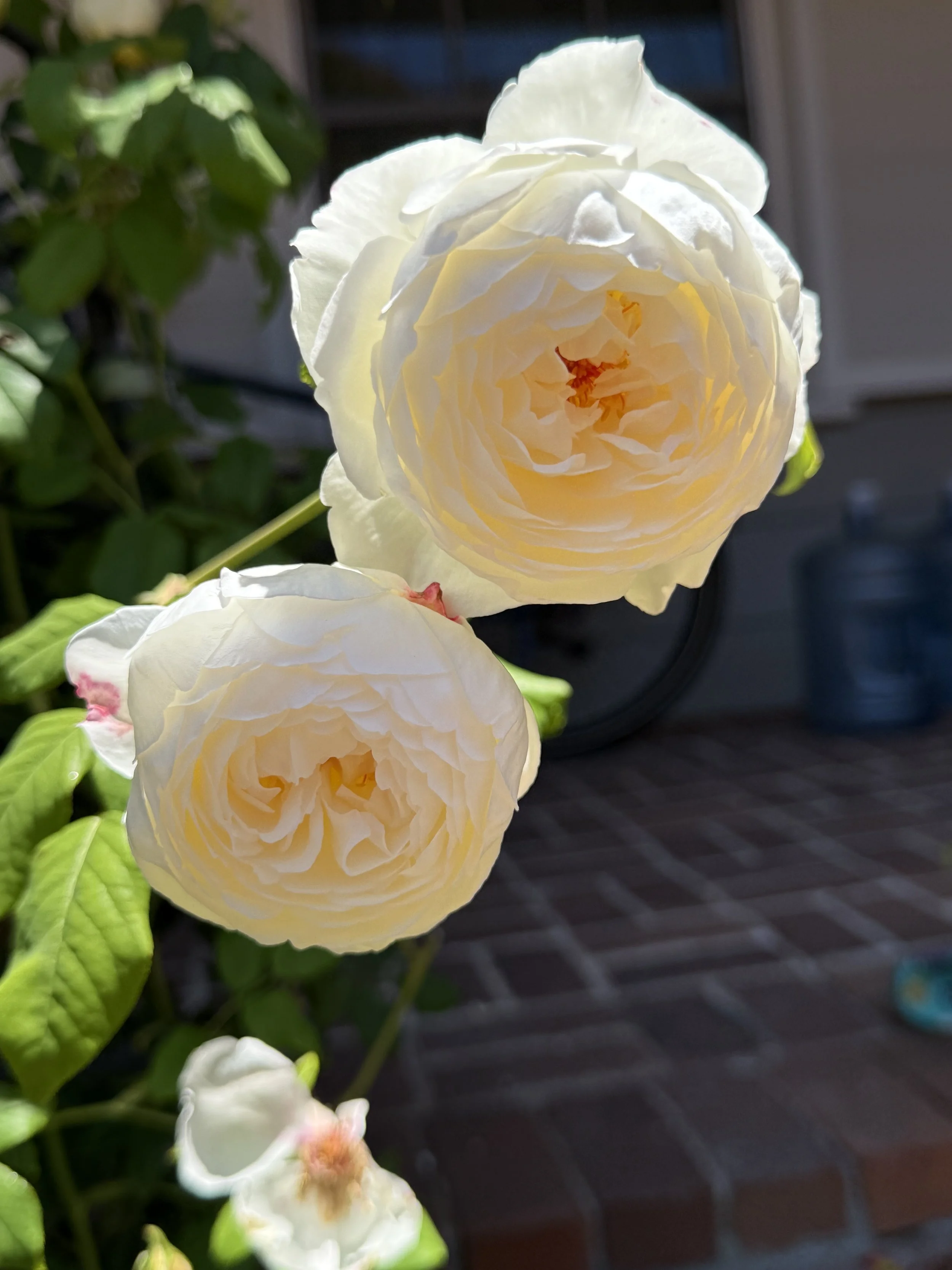 IMG_5095.jpeg