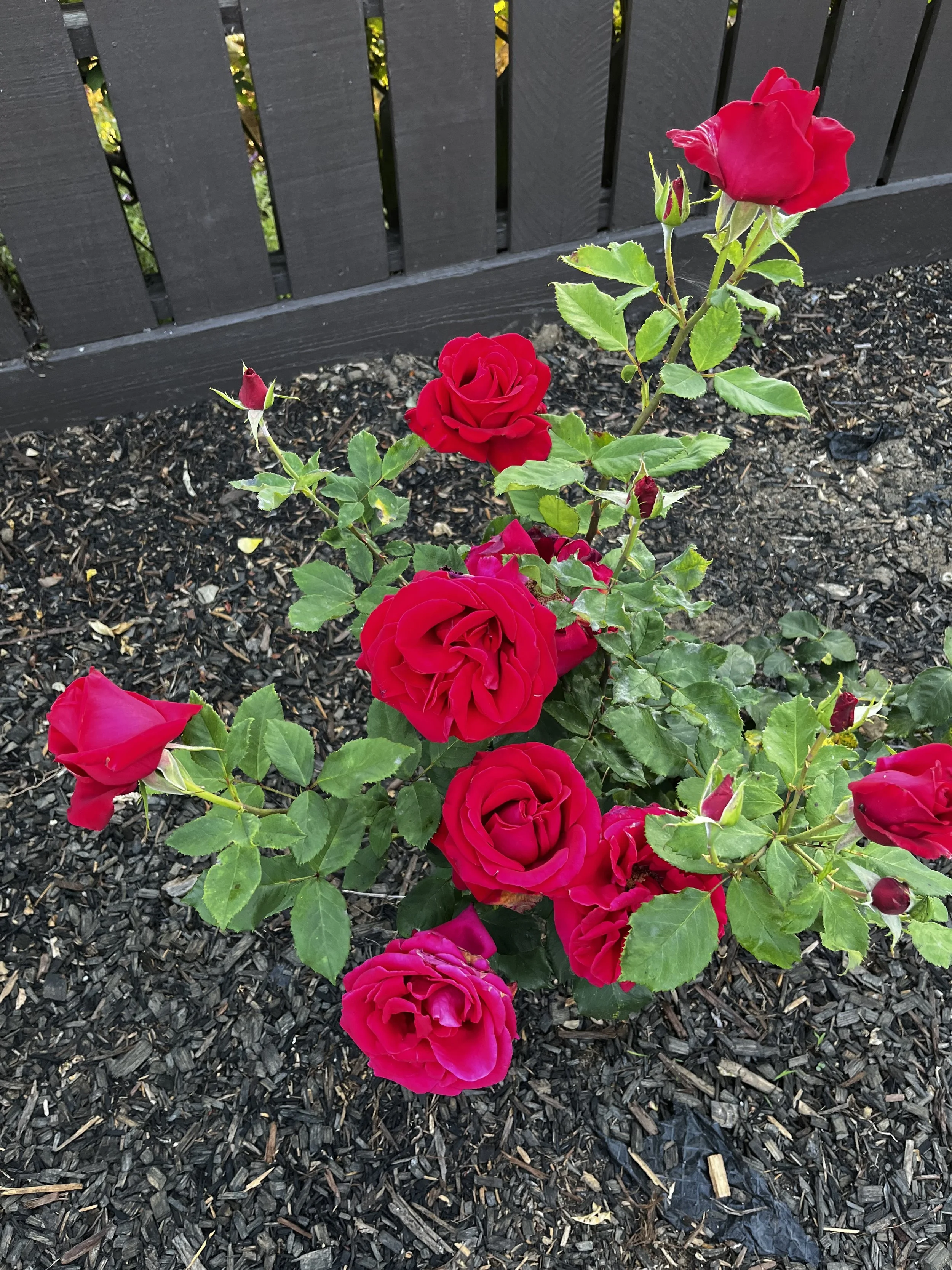 IMG_5568.jpeg