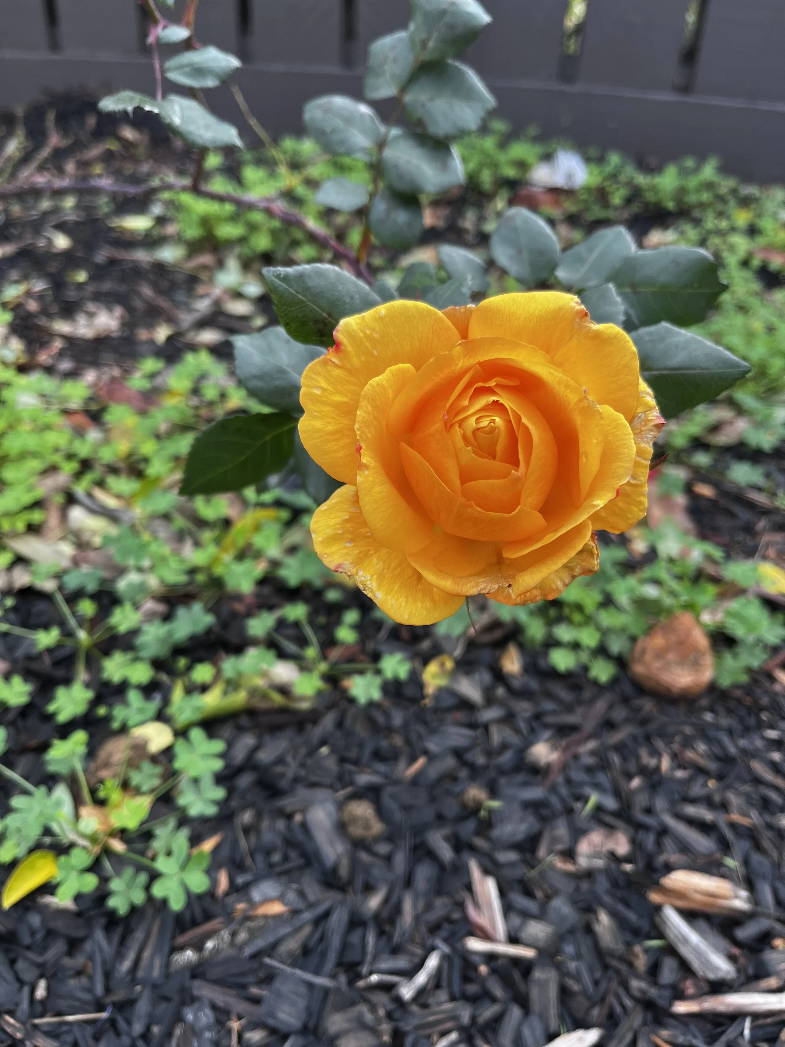 IMG_6406.jpeg