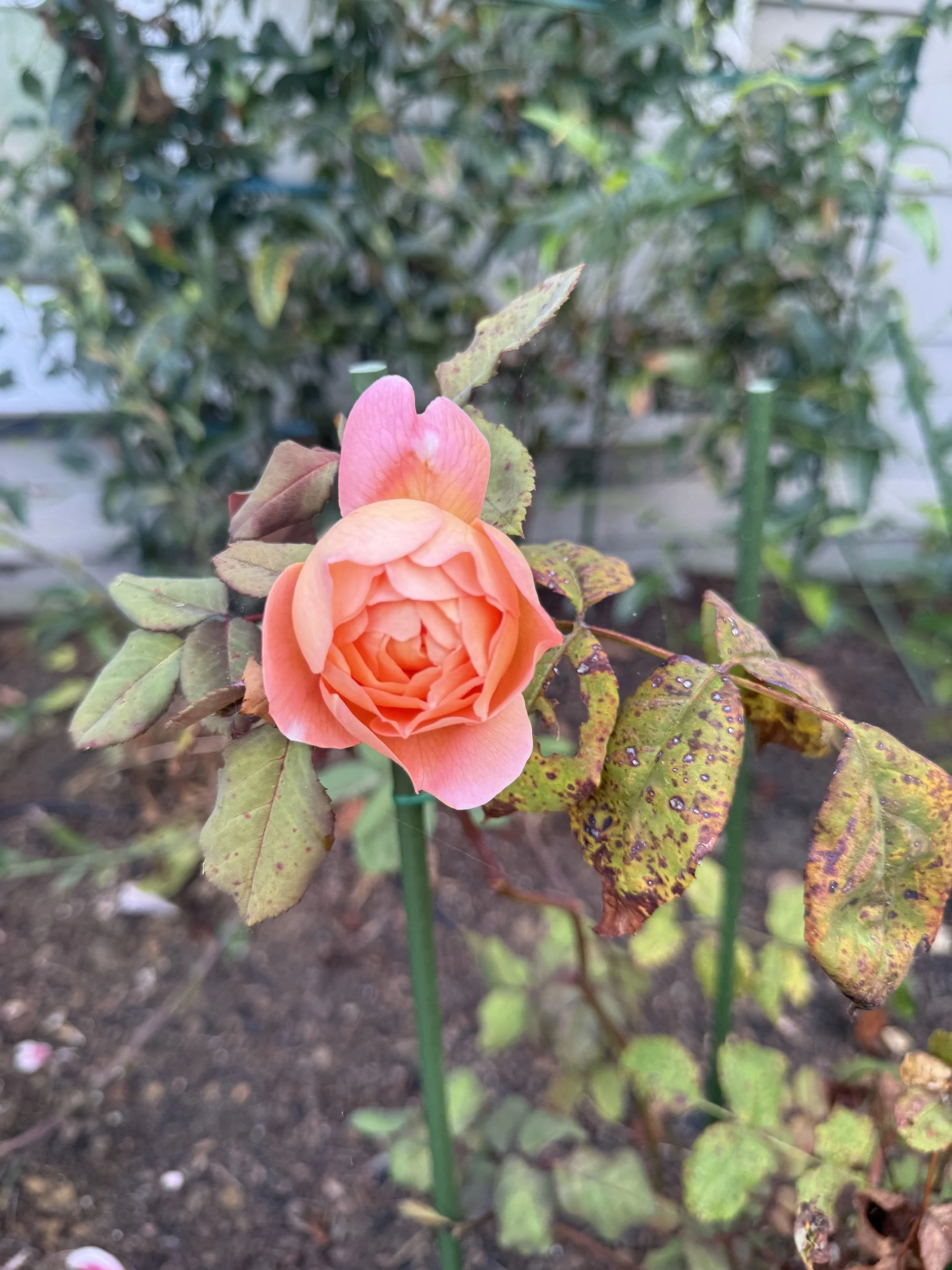 IMG_6374.jpeg