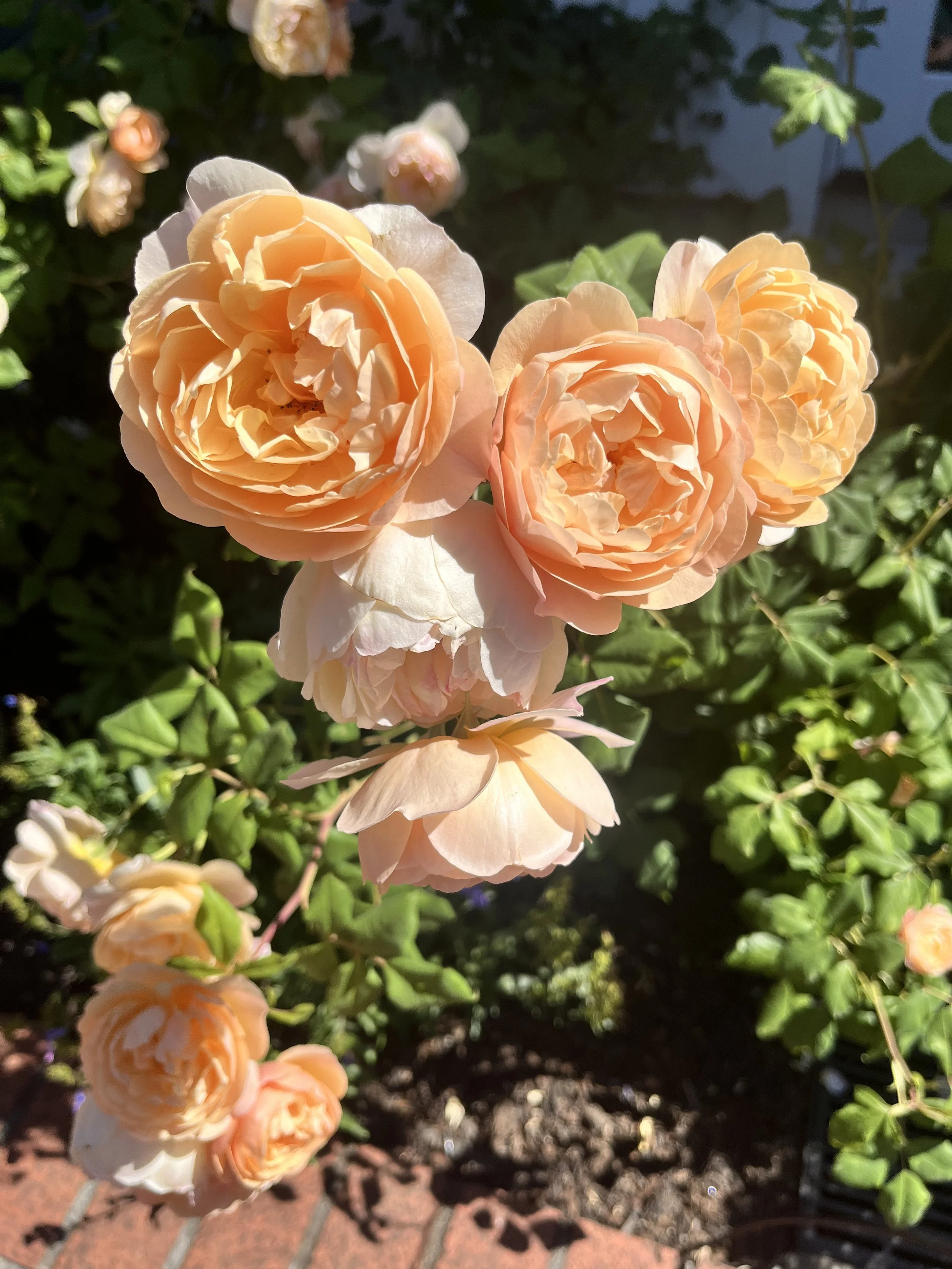 IMG_8730.jpeg