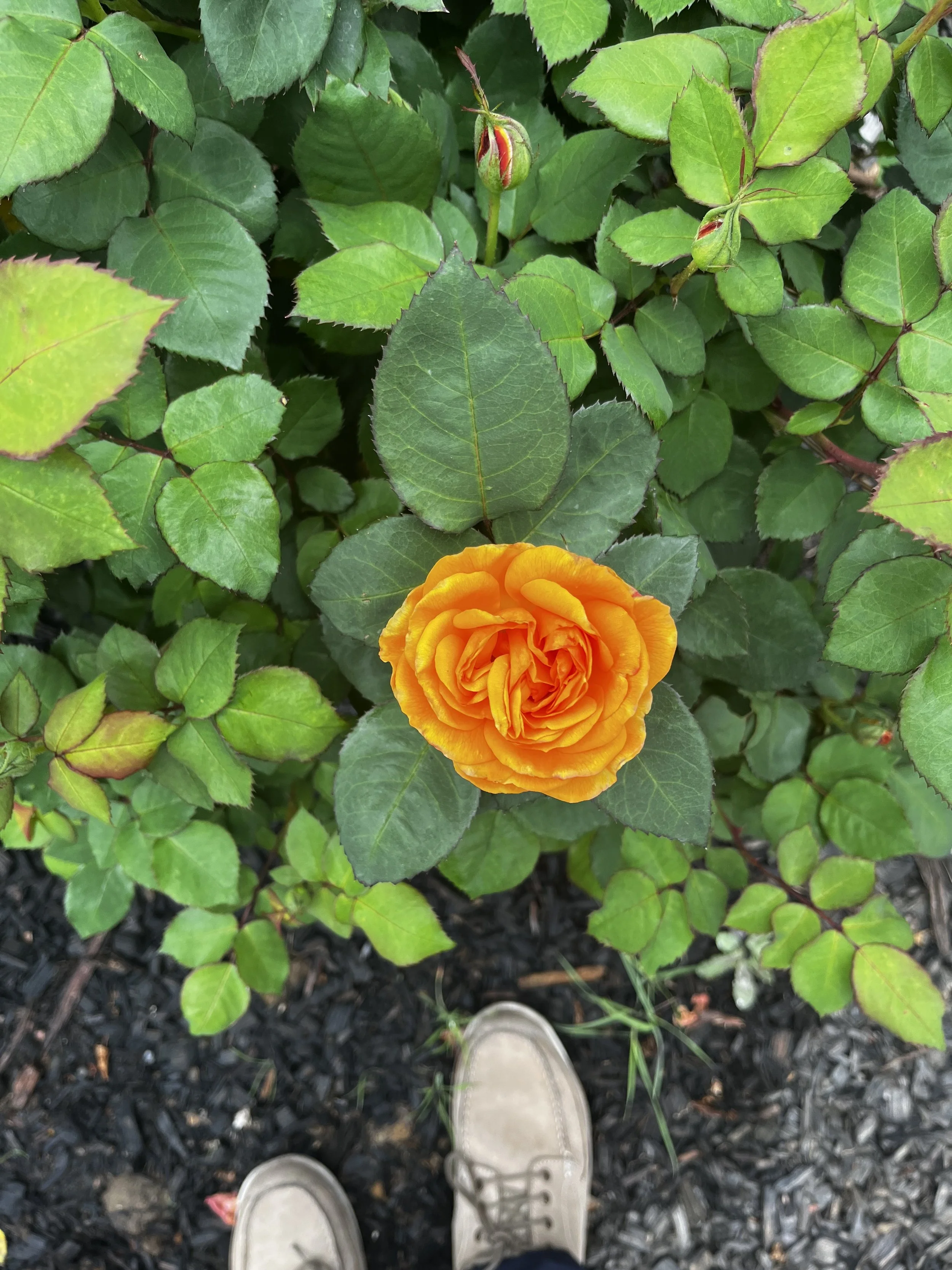 IMG_5513.jpeg