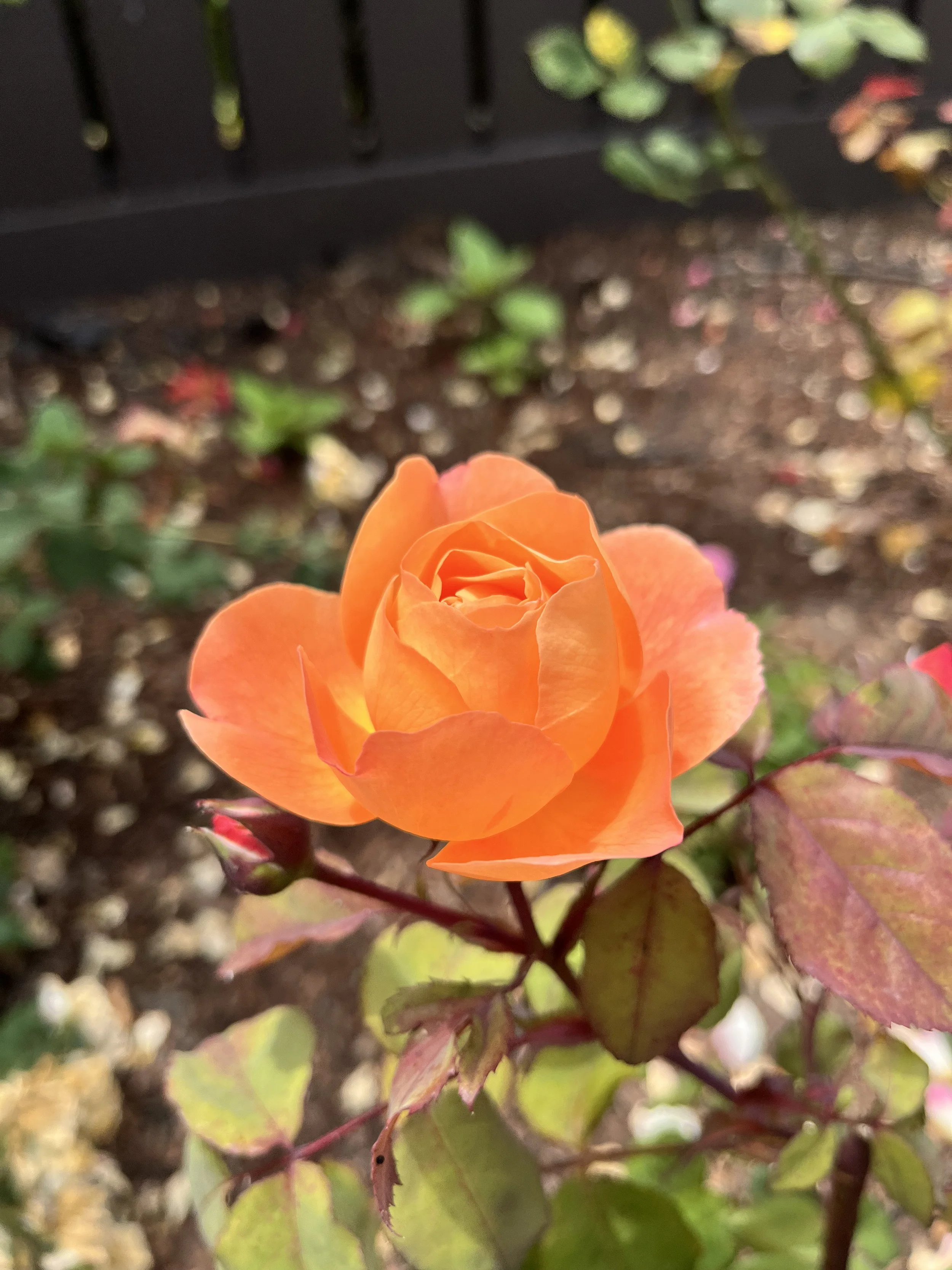 IMG_9642.jpeg