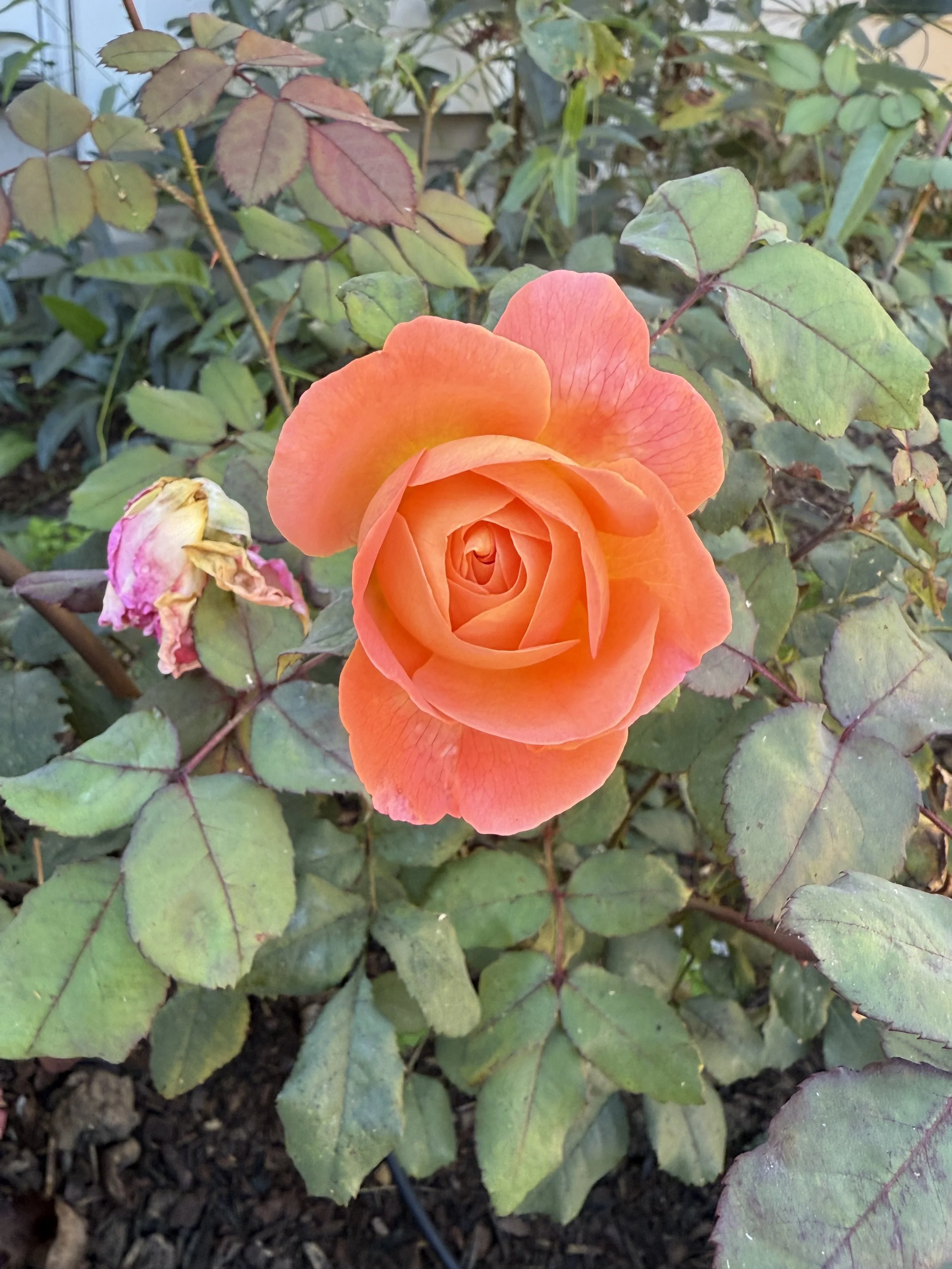 IMG_1612.jpeg