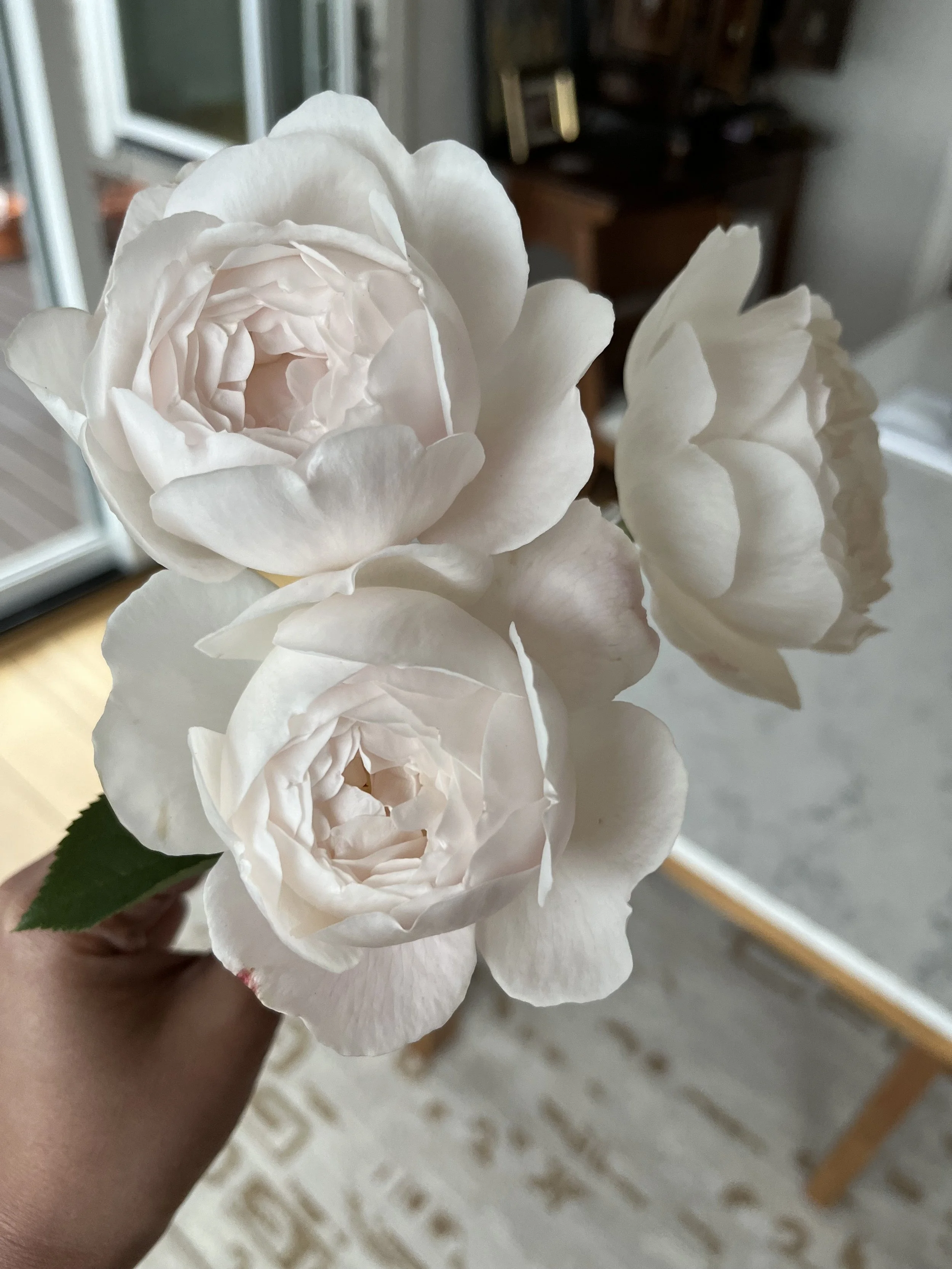 IMG_6780.jpeg