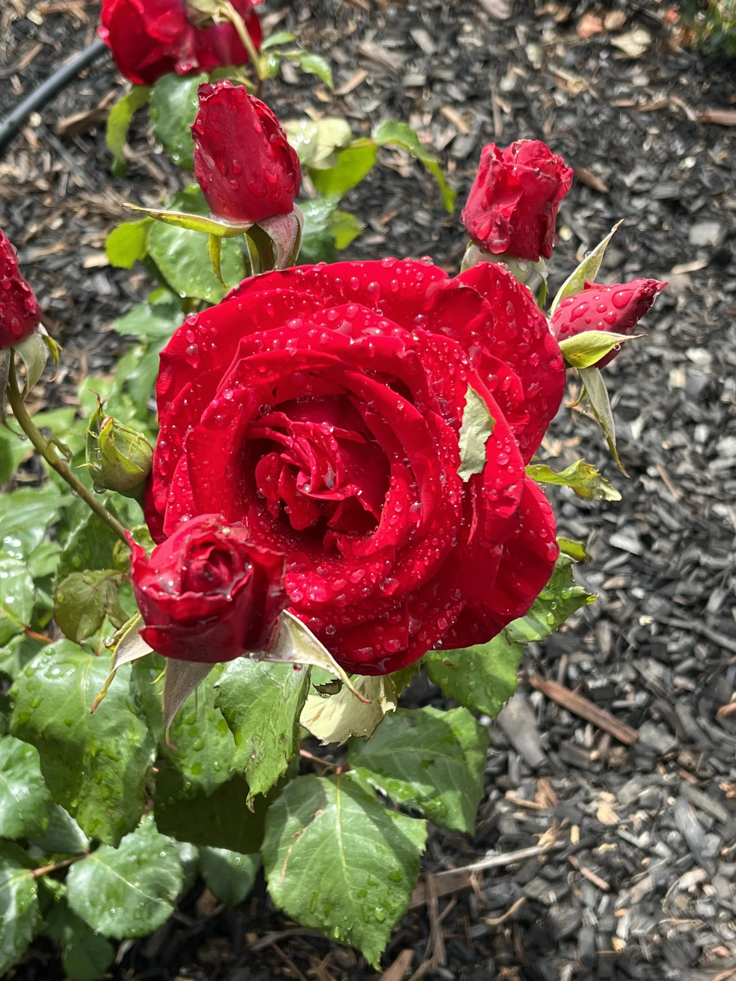 IMG_5318.jpeg