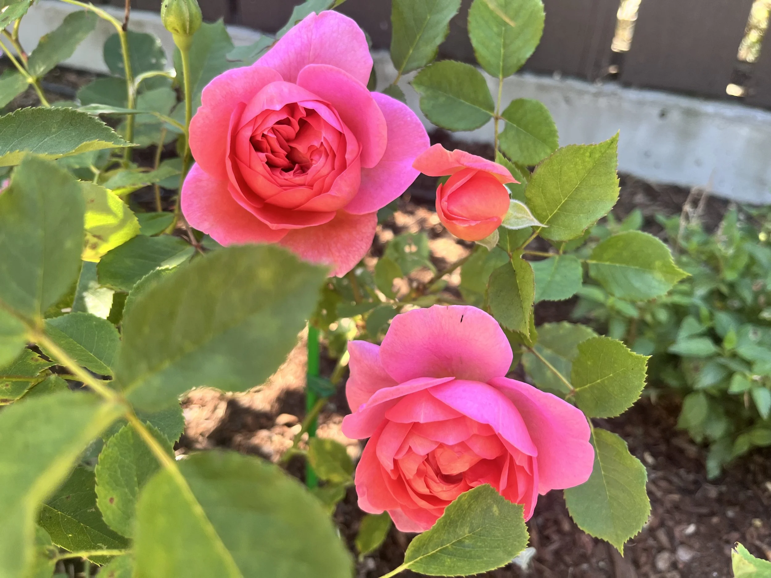 IMG_8719.jpeg